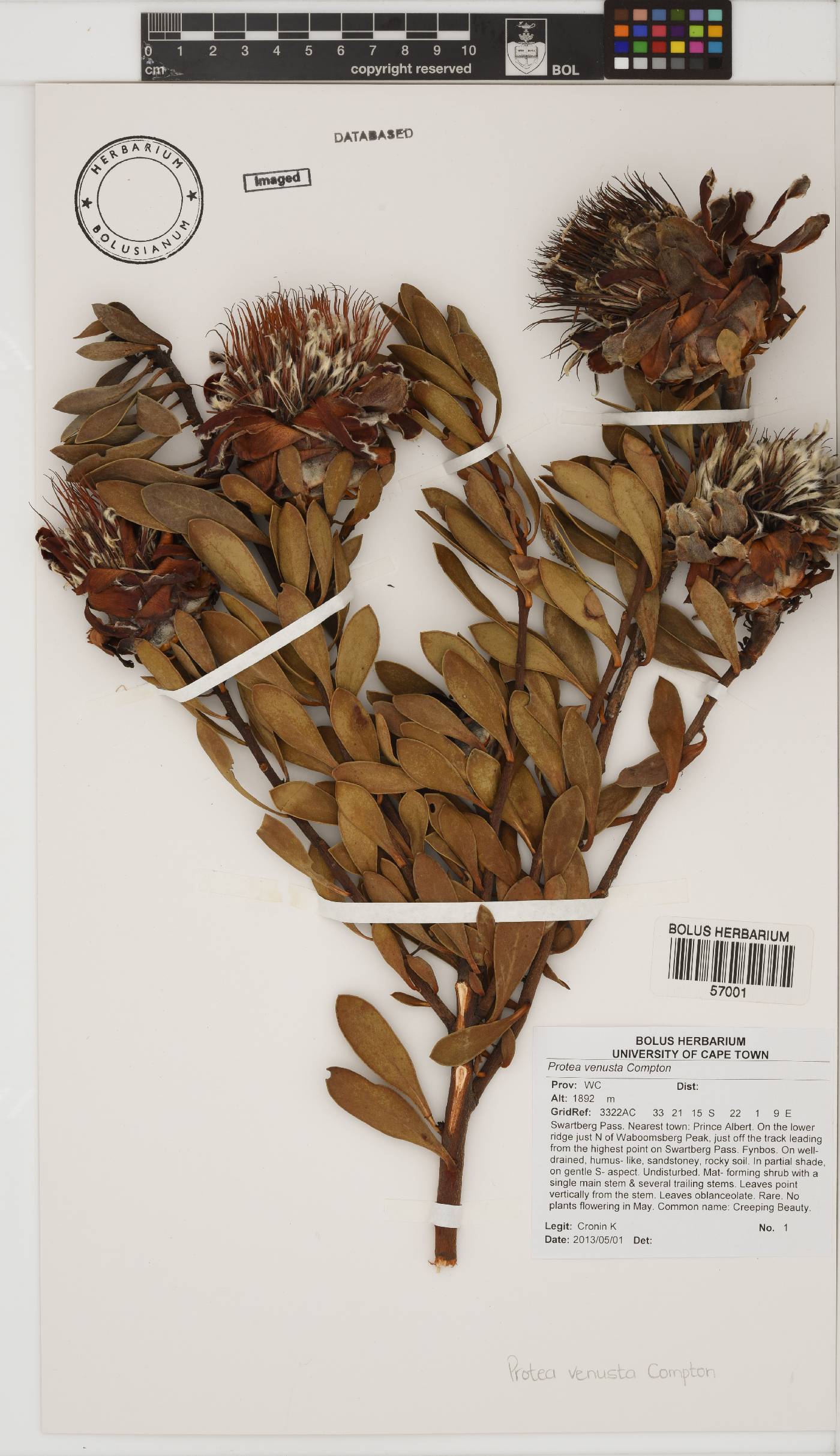 Protea venusta image
