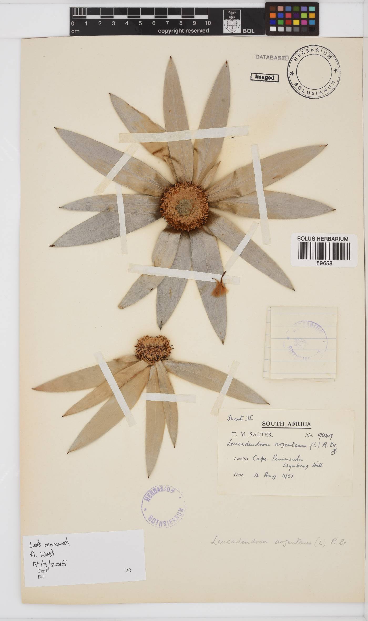 Leucadendron argenteum image