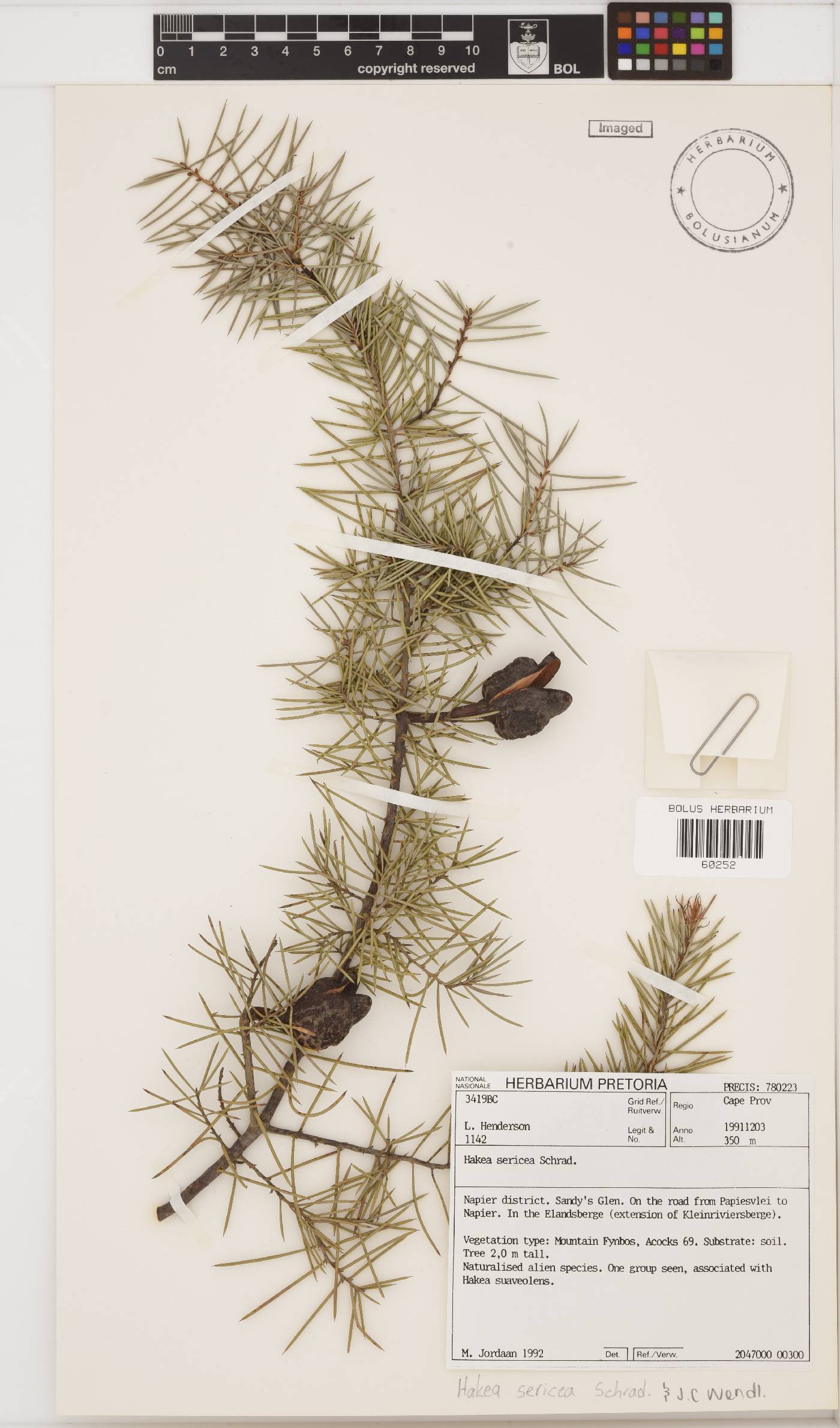 Hakea image