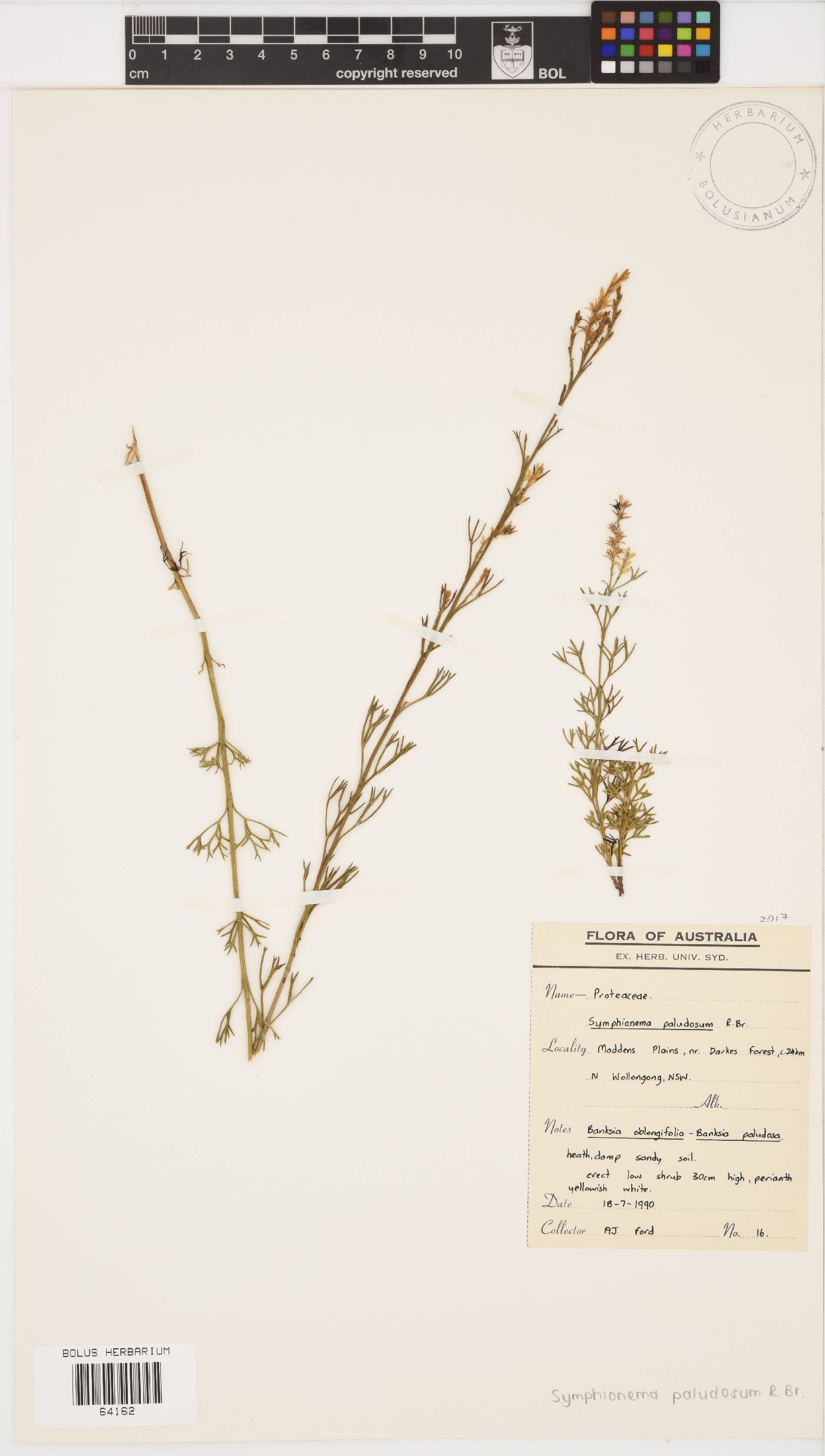 Symphionema paludosum image