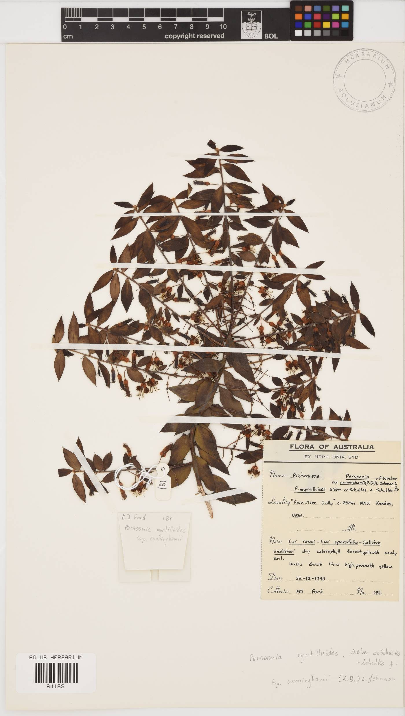 Persoonia myrtilloides subsp. cunninghamii image