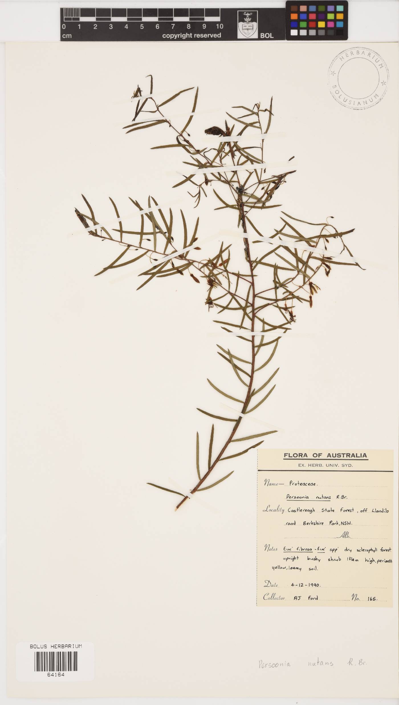 Persoonia nutans image