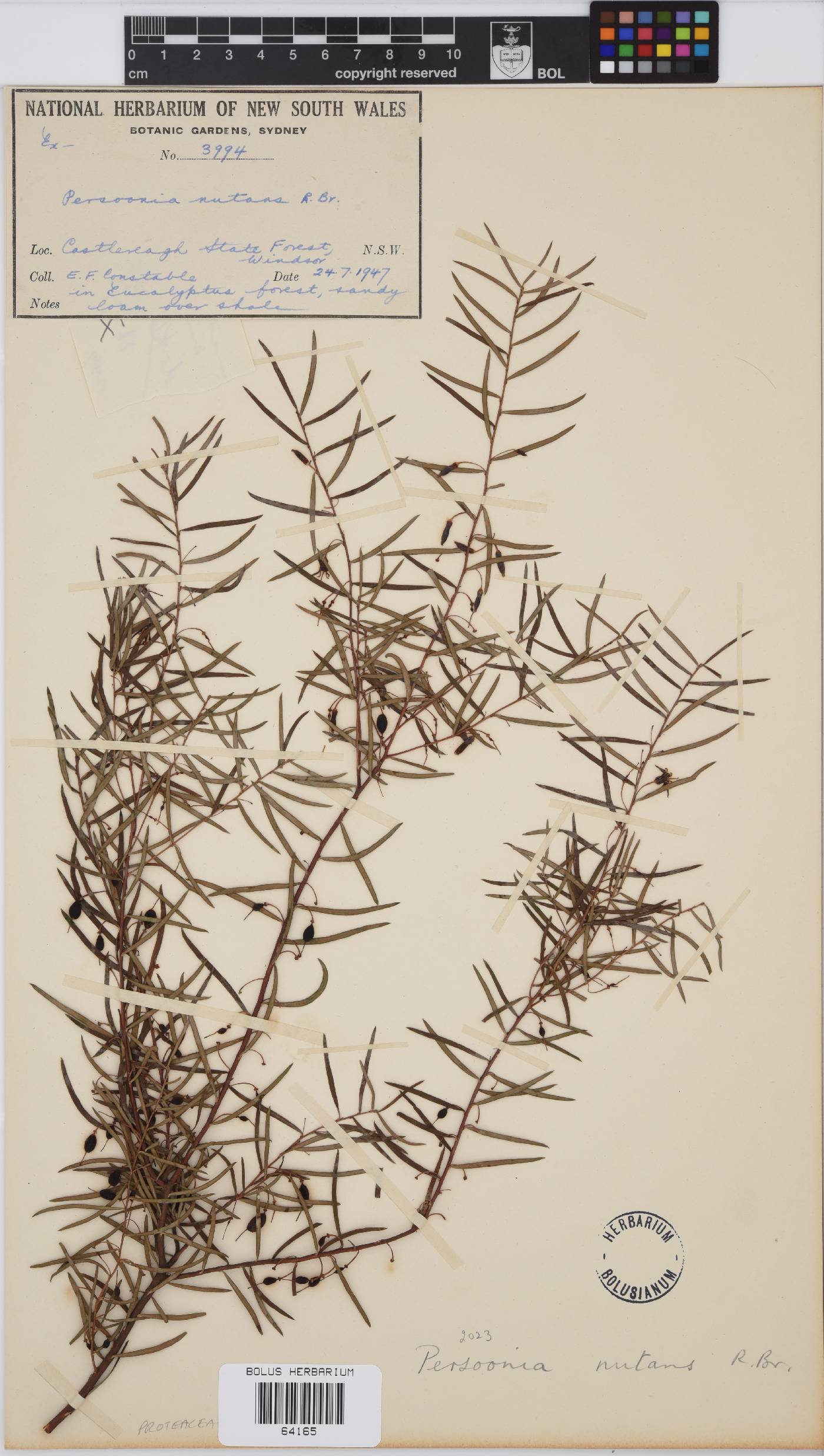 Persoonia nutans image