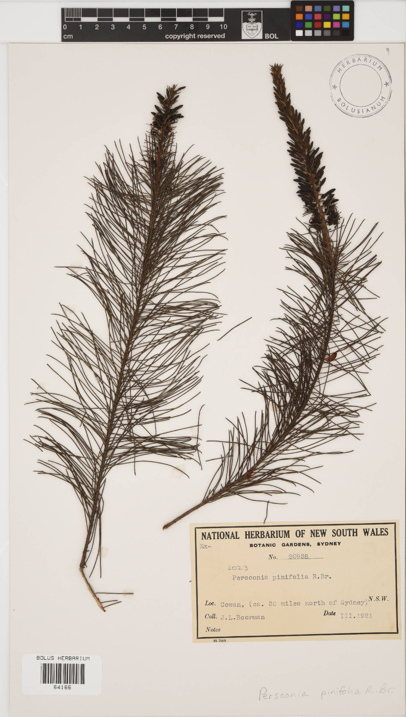 Persoonia pinifolia image