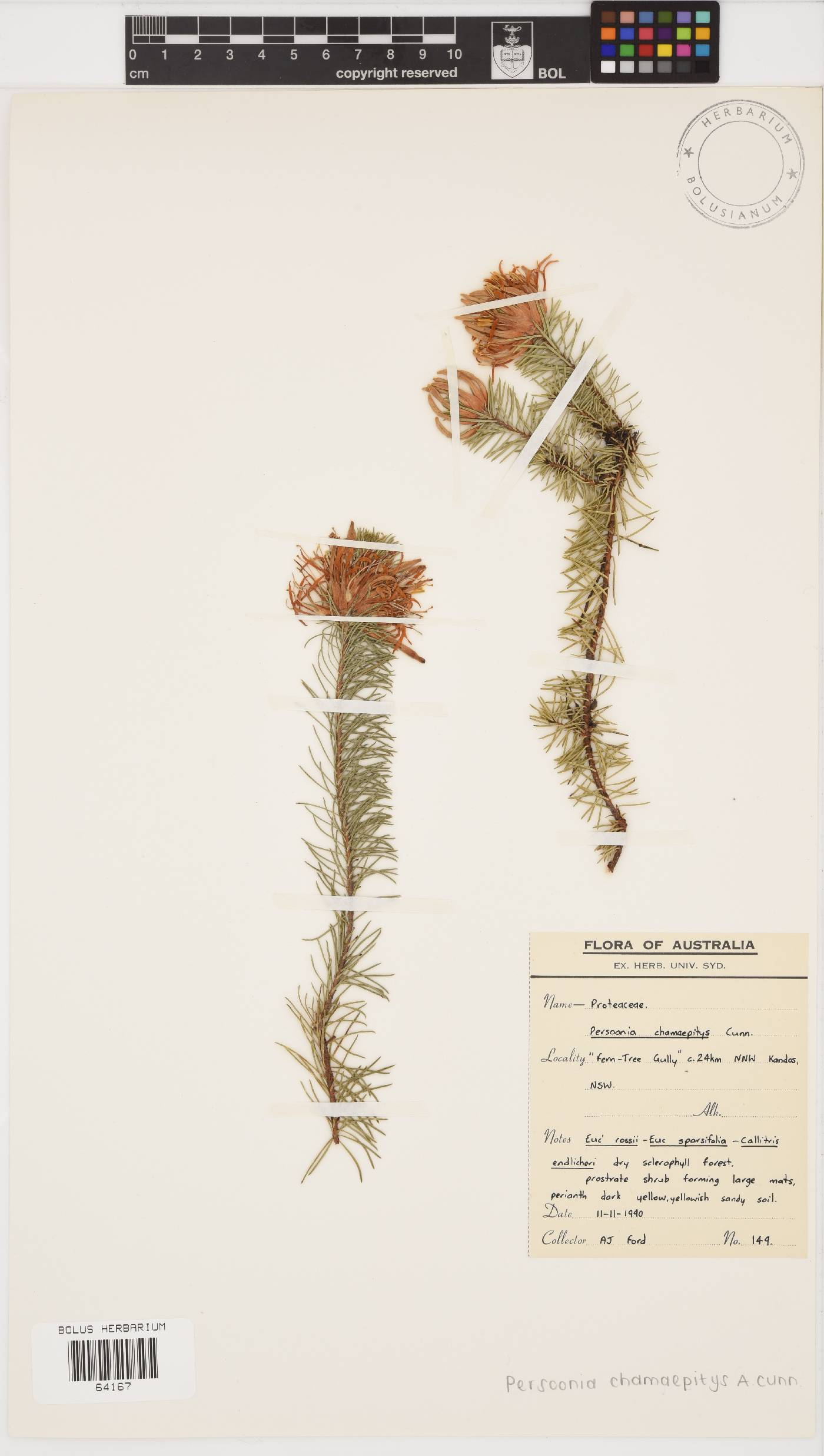 Persoonia chamaepitys image