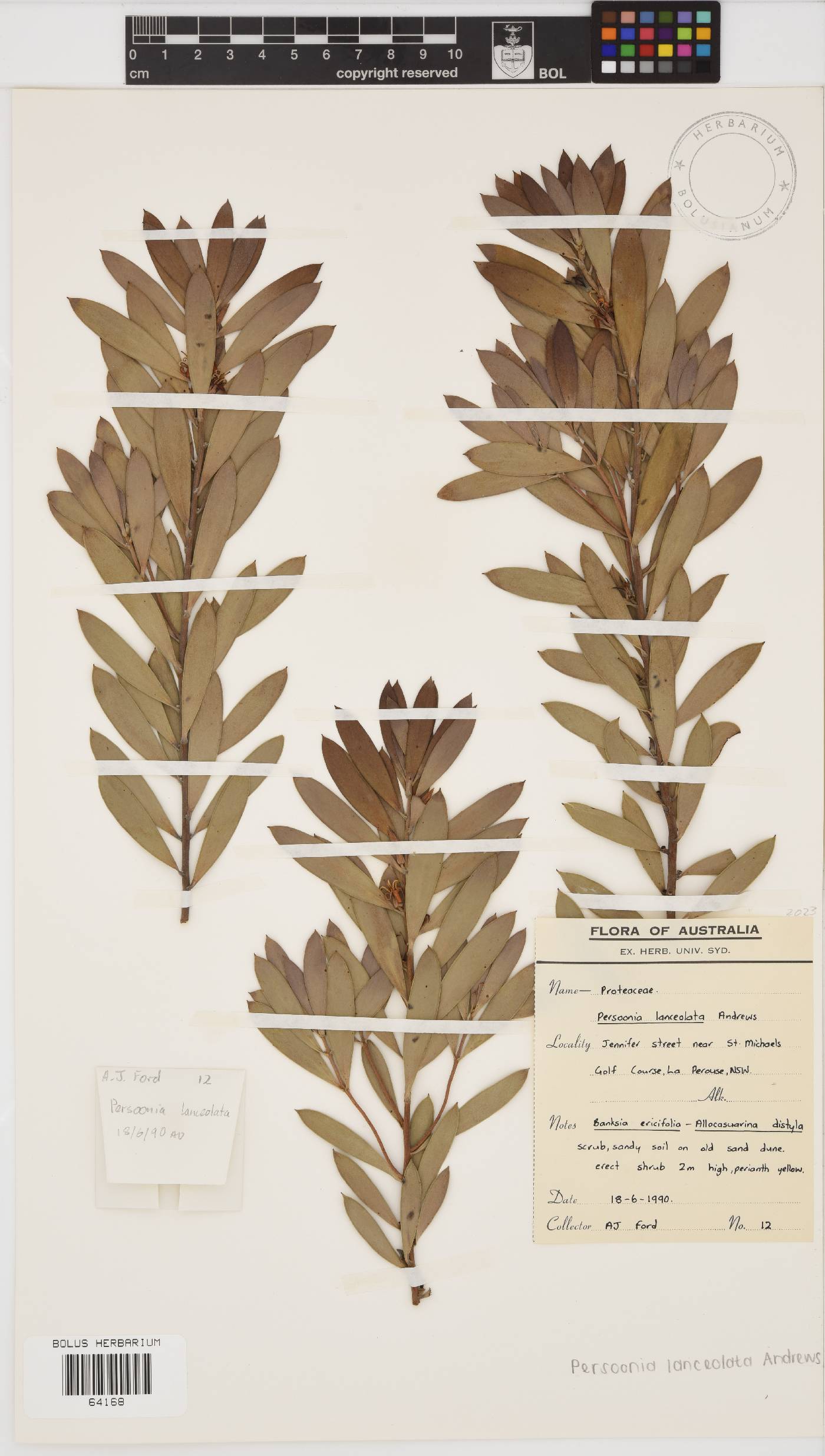 Persoonia lanceolata image