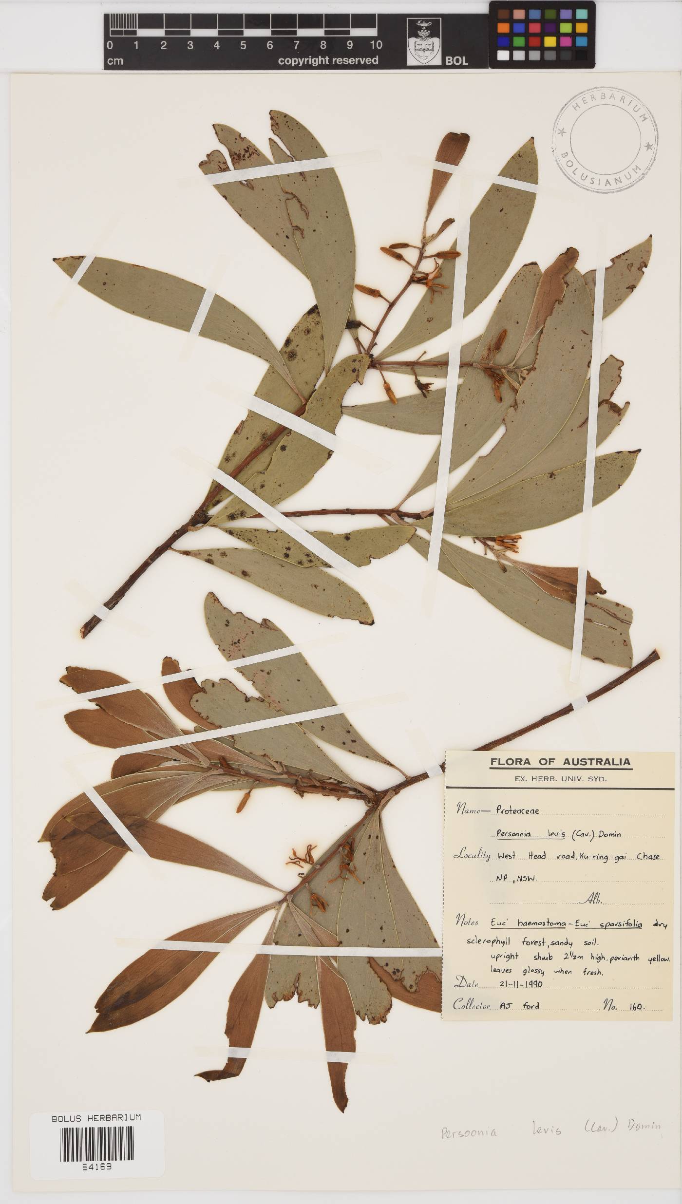 Persoonia levis image