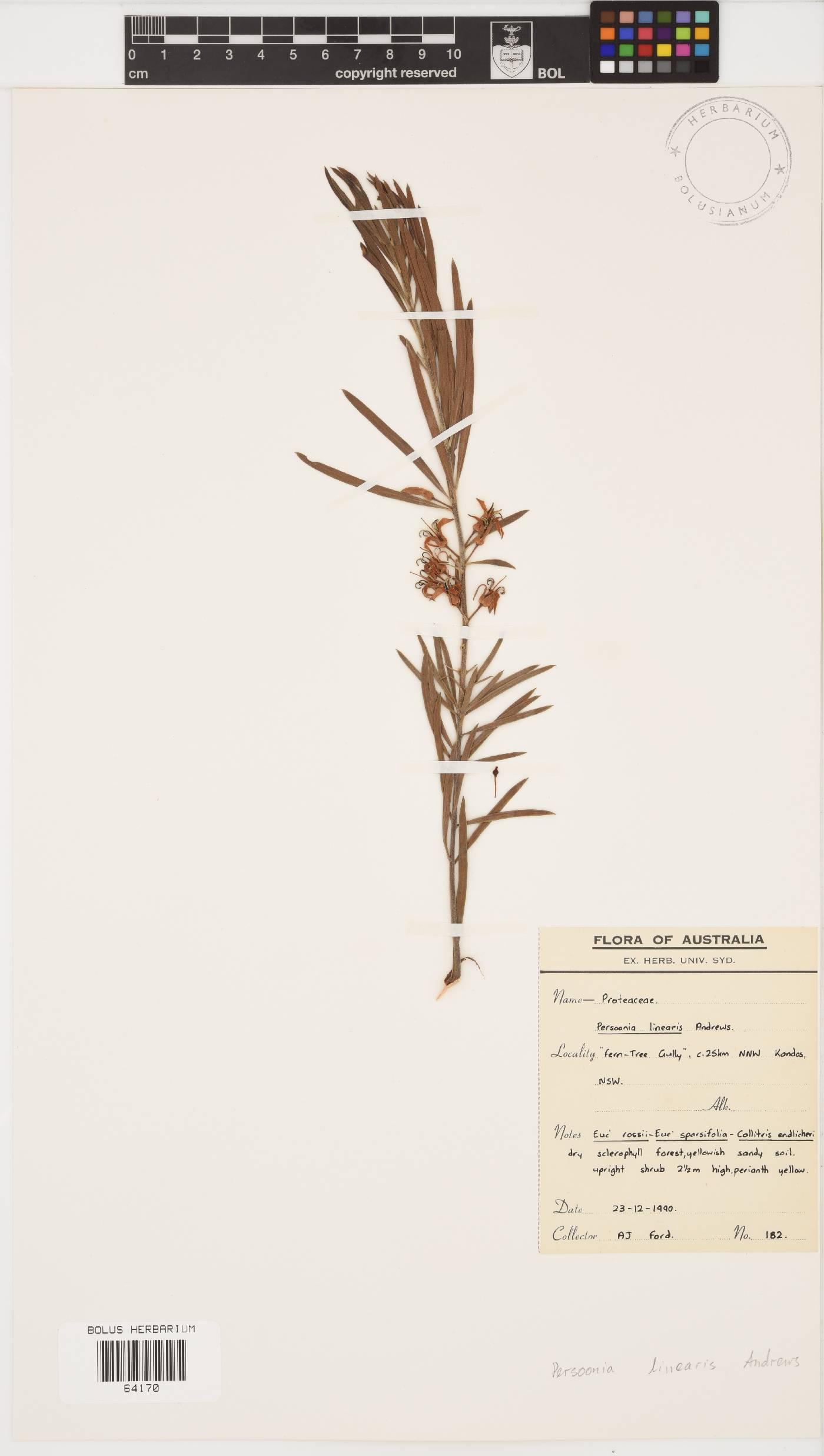 Persoonia linearis image