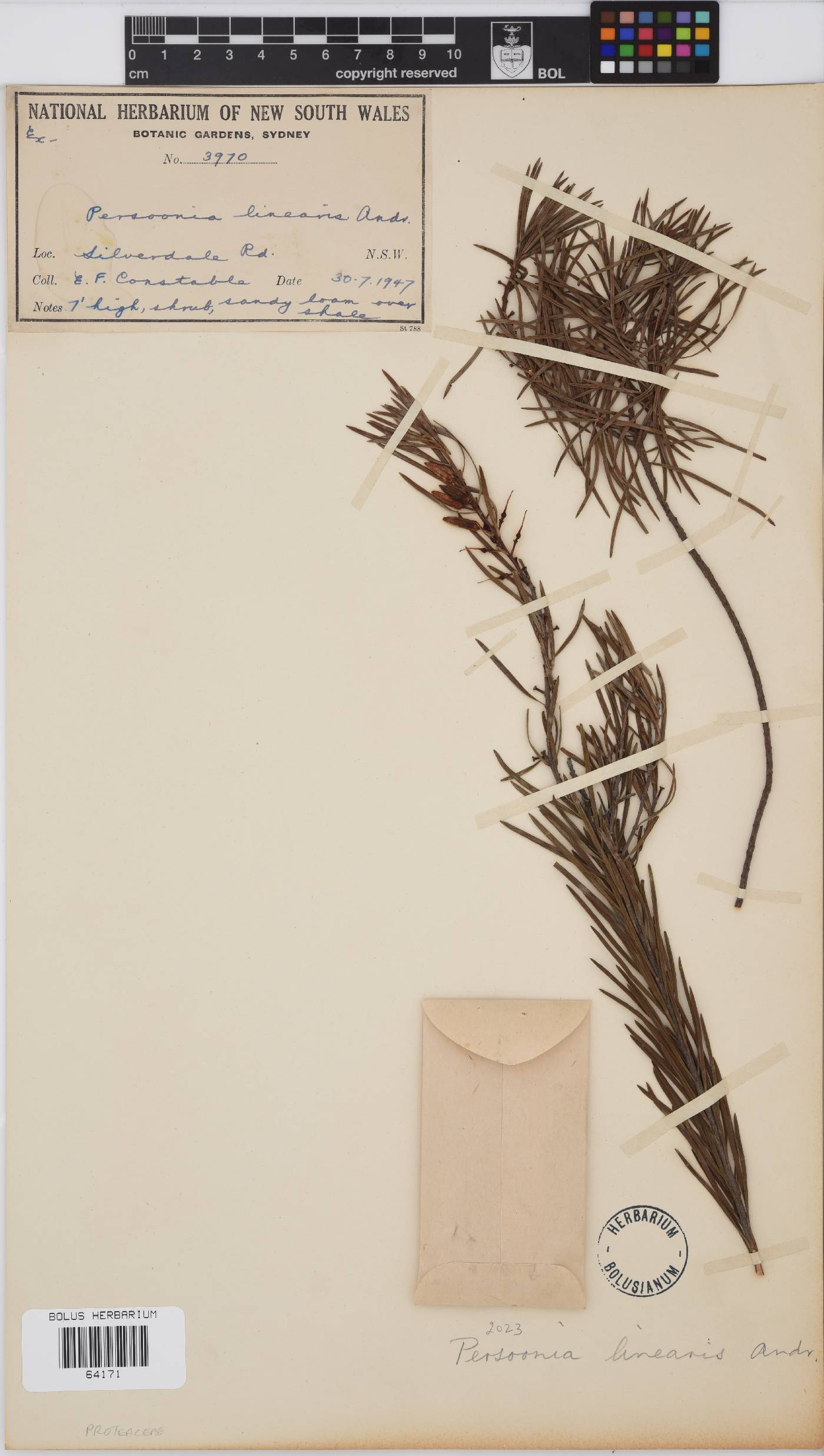 Persoonia linearis image