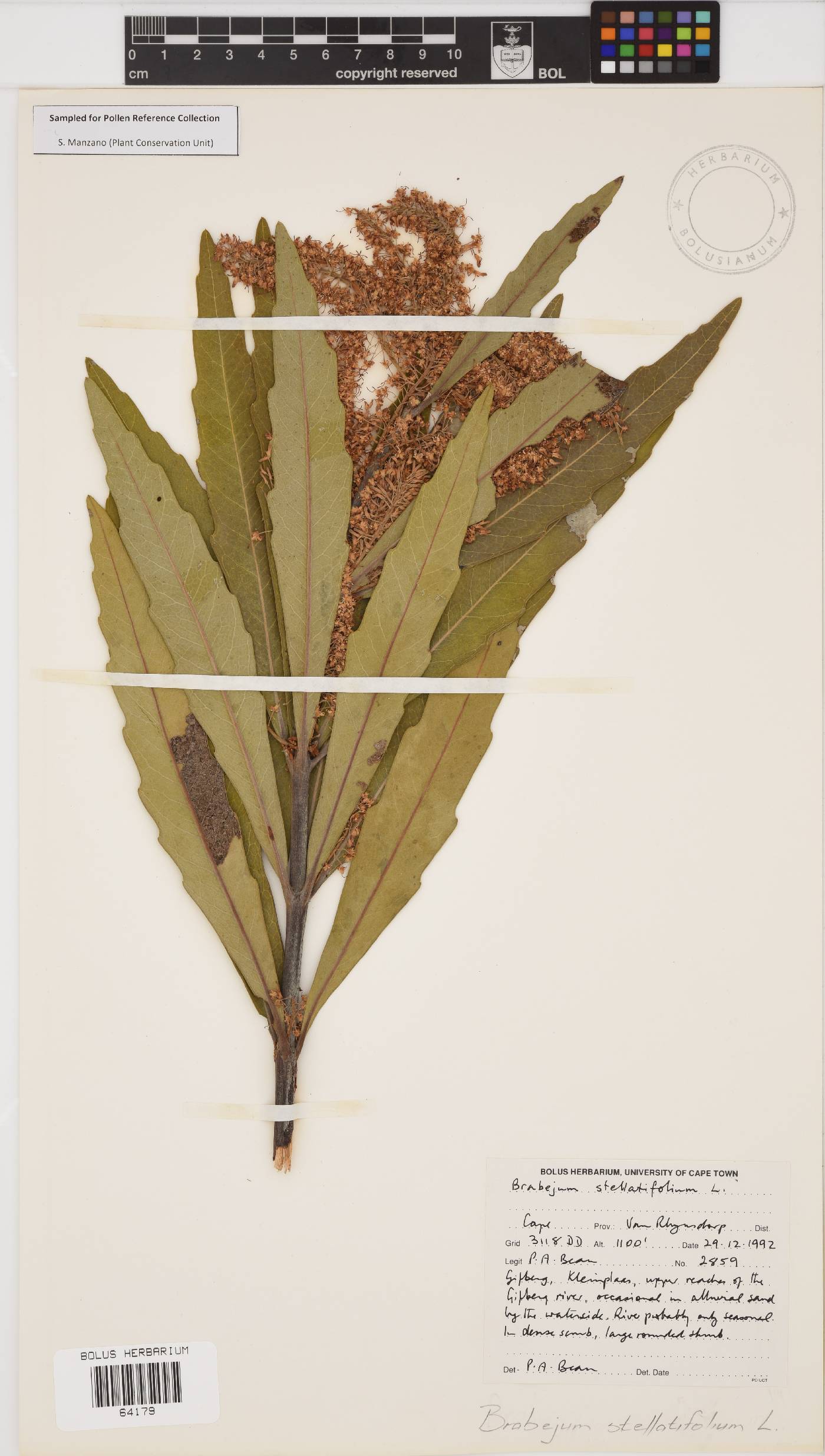 Brabejum stellatifolium image