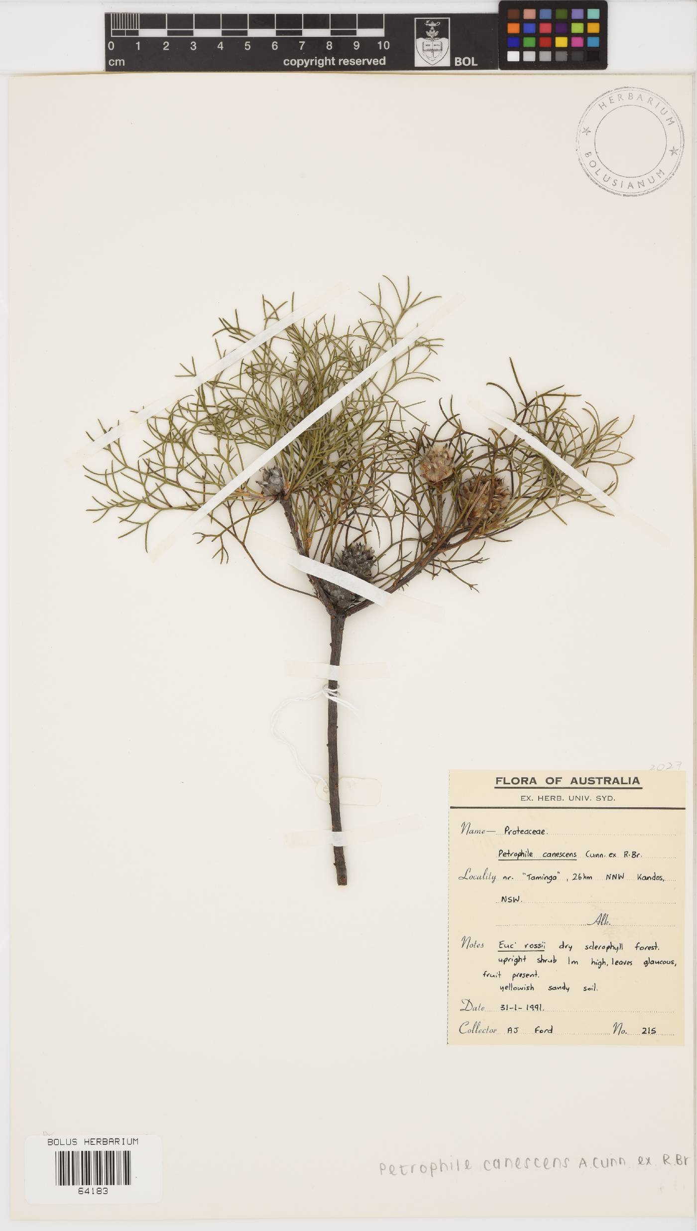 Petrophile canescens image