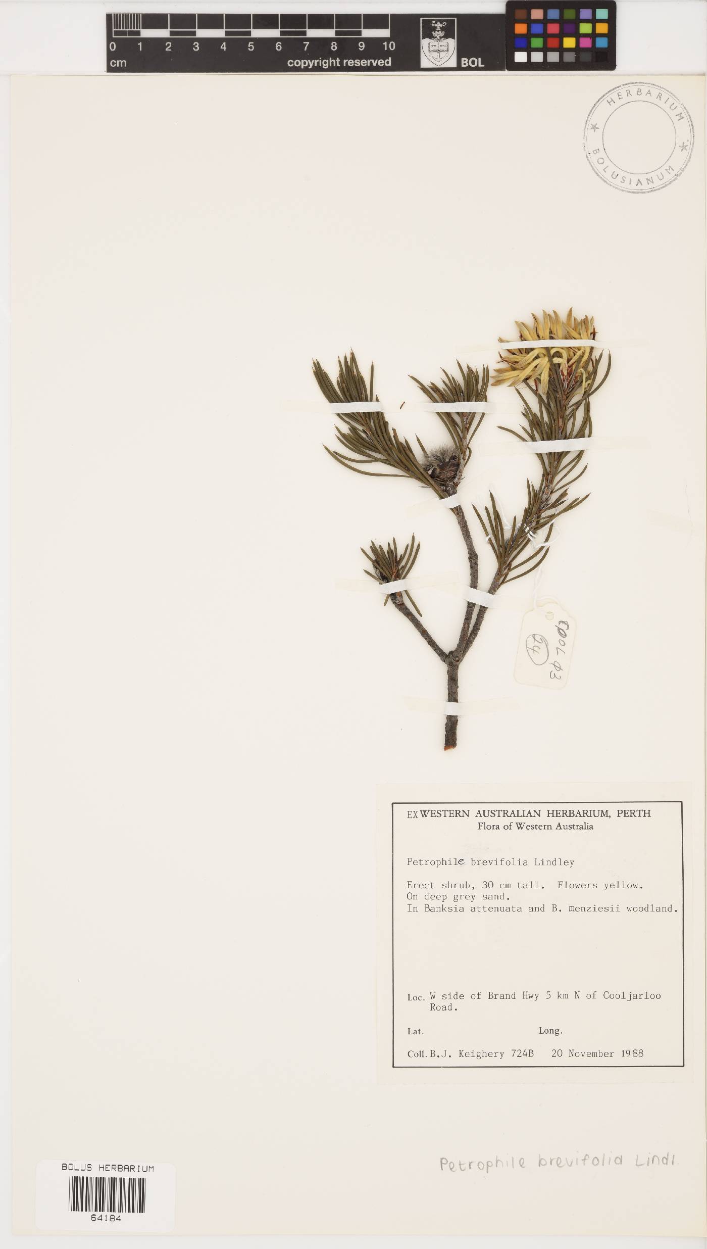 Petrophile brevifolia image