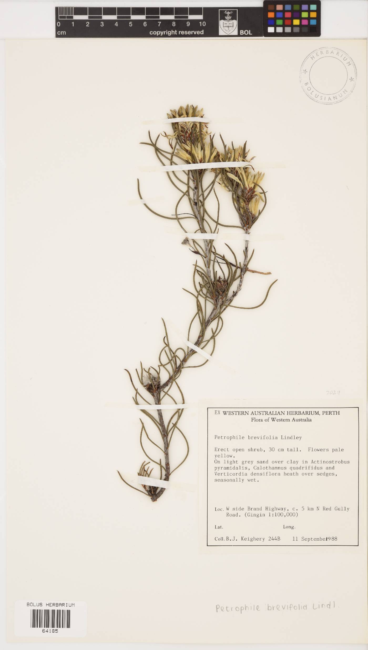 Petrophile brevifolia image