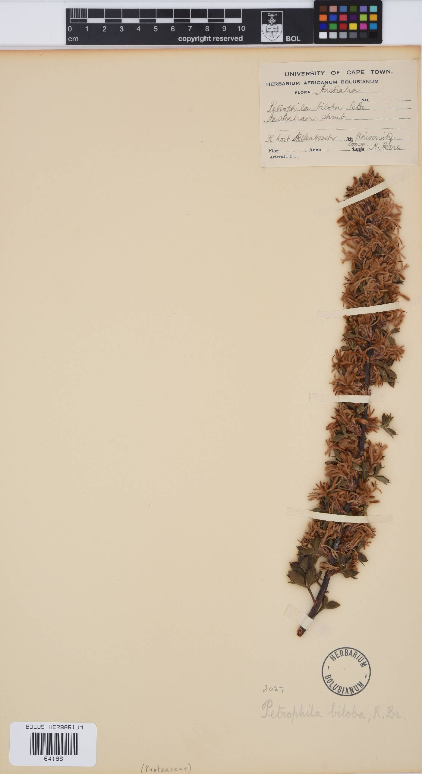 Petrophile biloba image