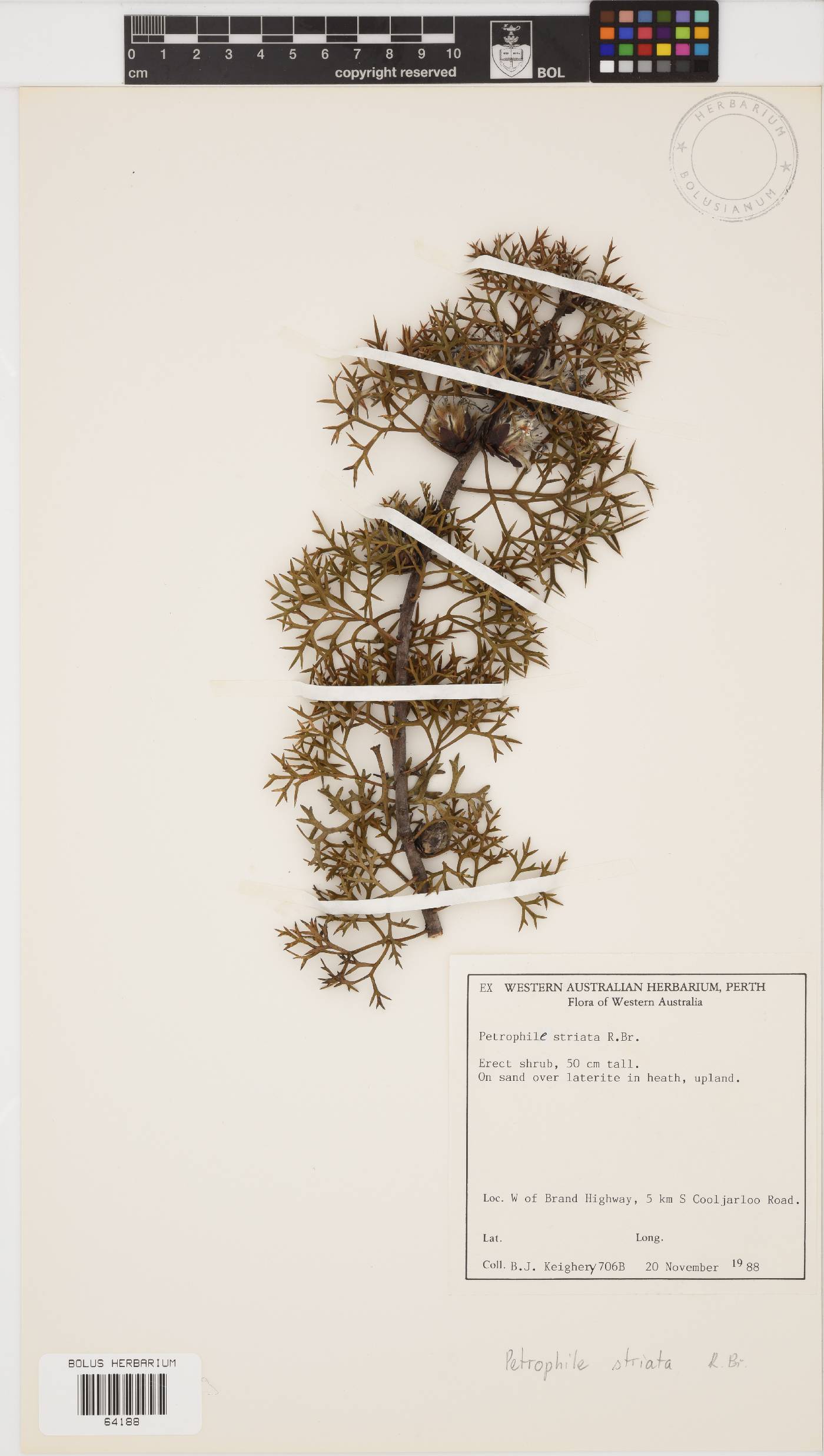 Petrophile striata image