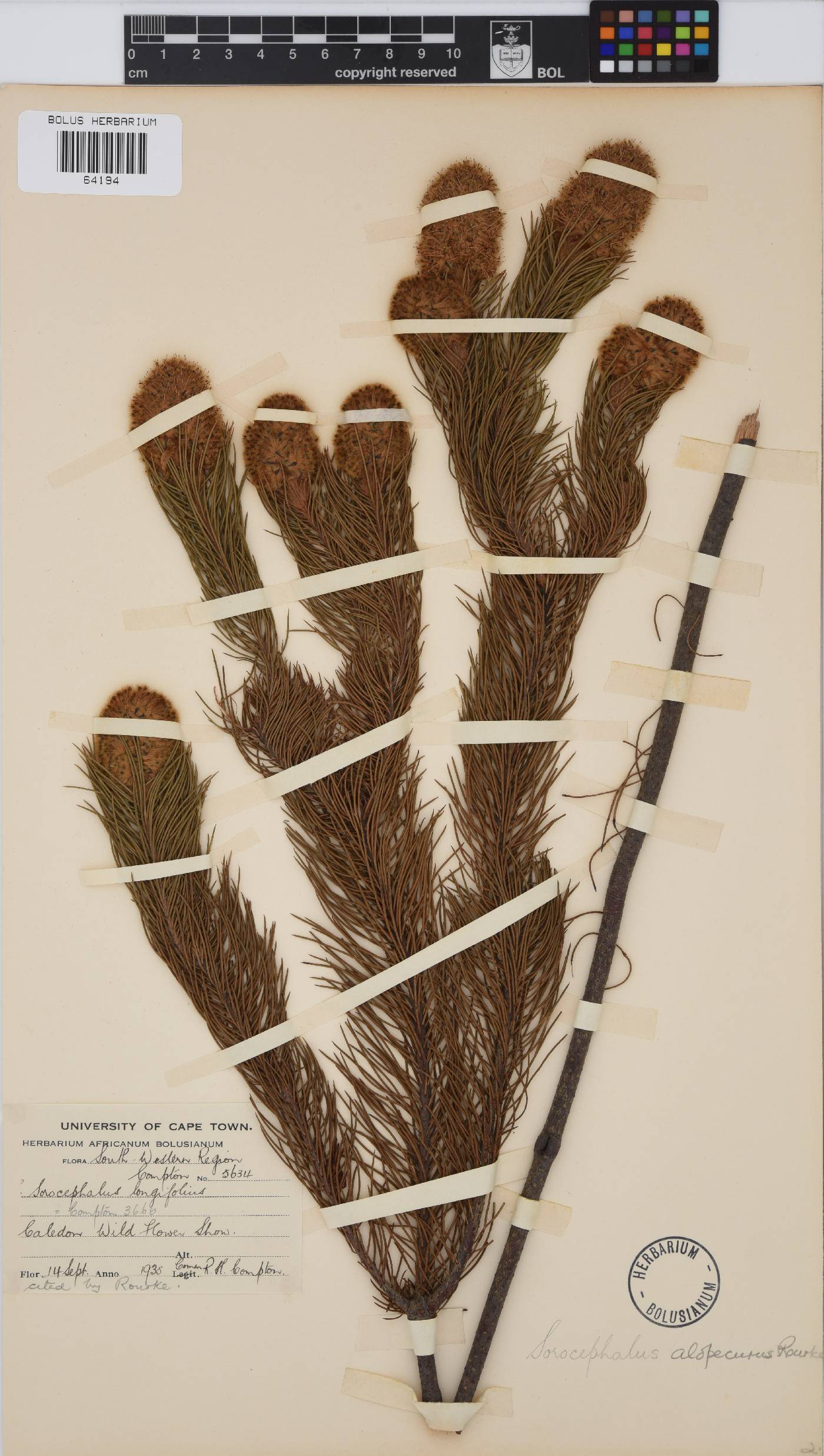 Sorocephalus alopecurus image