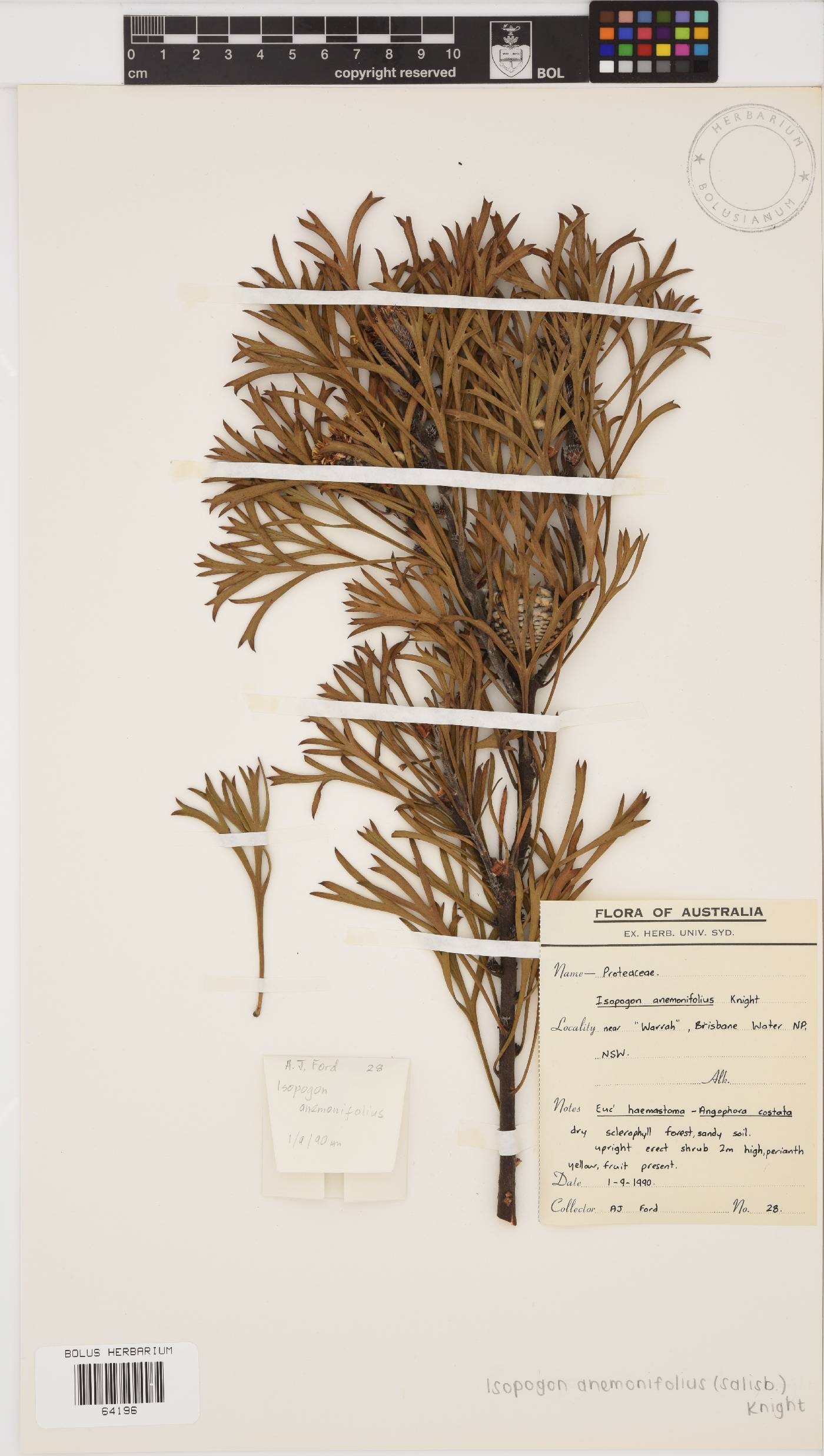 Isopogon anemonifolius image