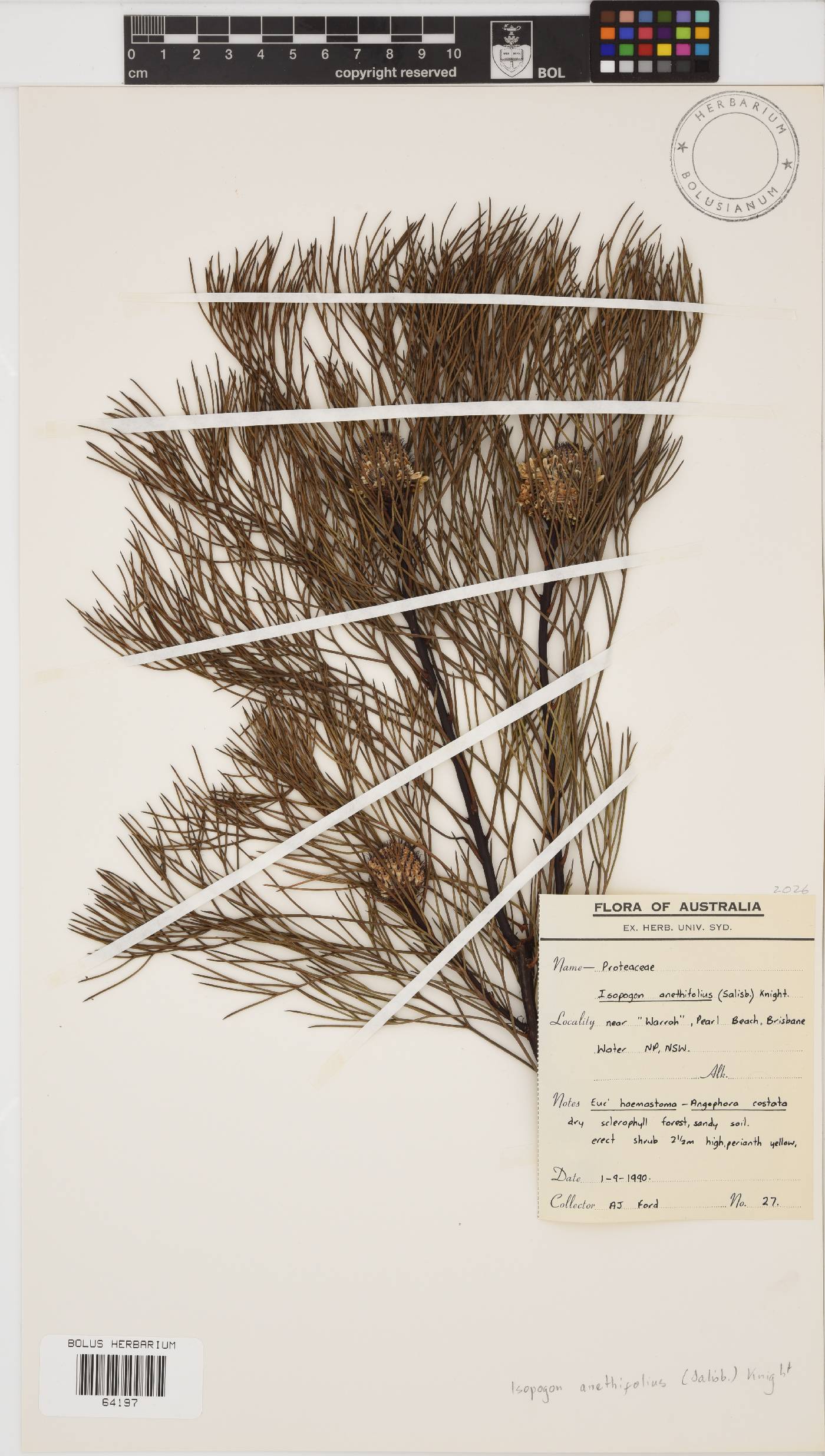 Isopogon anethifolius image