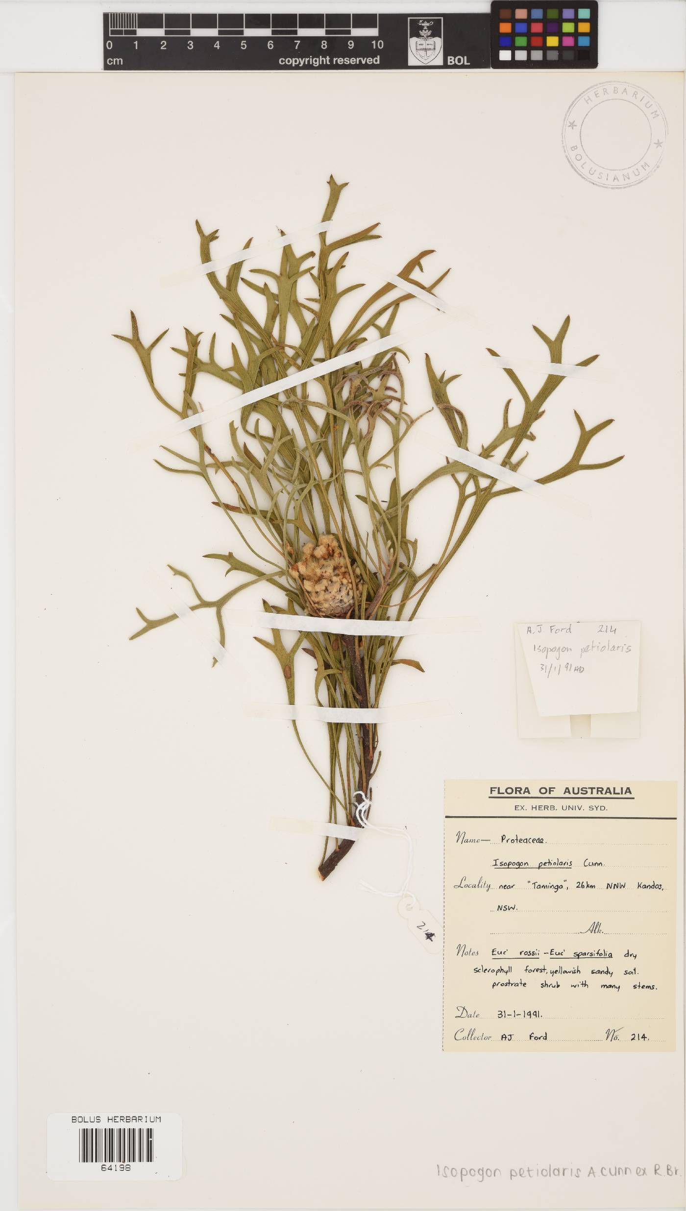 Isopogon image
