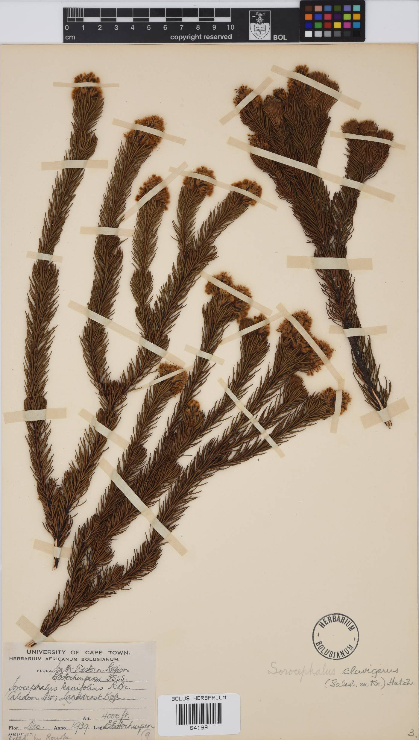 Sorocephalus clavigerus image