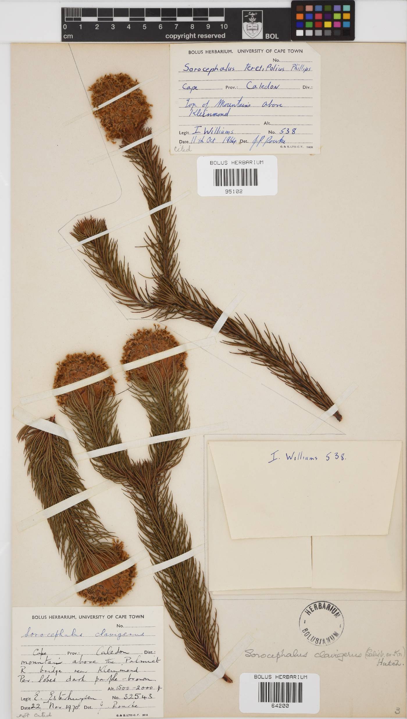Sorocephalus clavigerus image