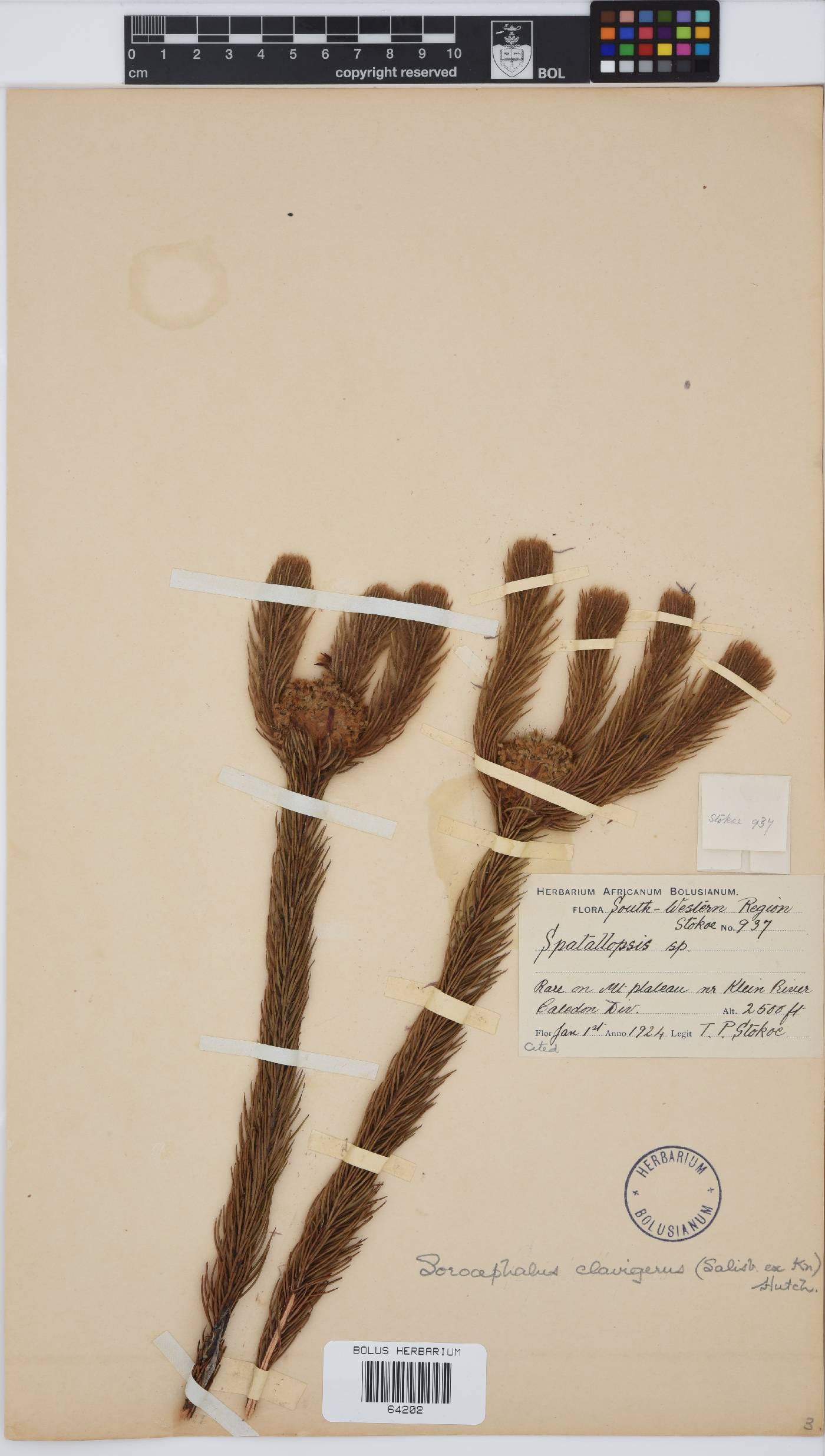 Sorocephalus clavigerus image