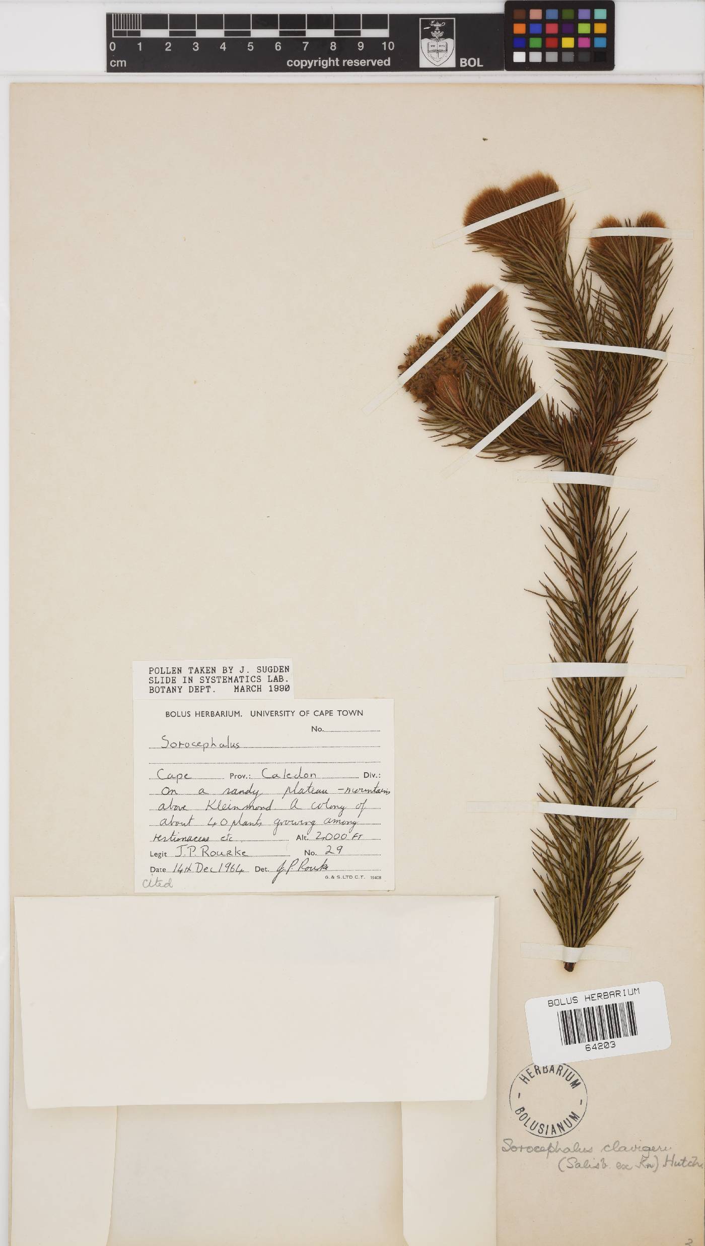 Sorocephalus clavigerus image
