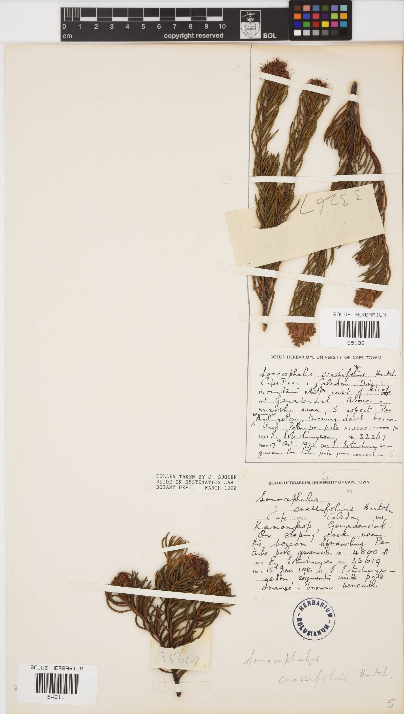 Sorocephalus crassifolius image