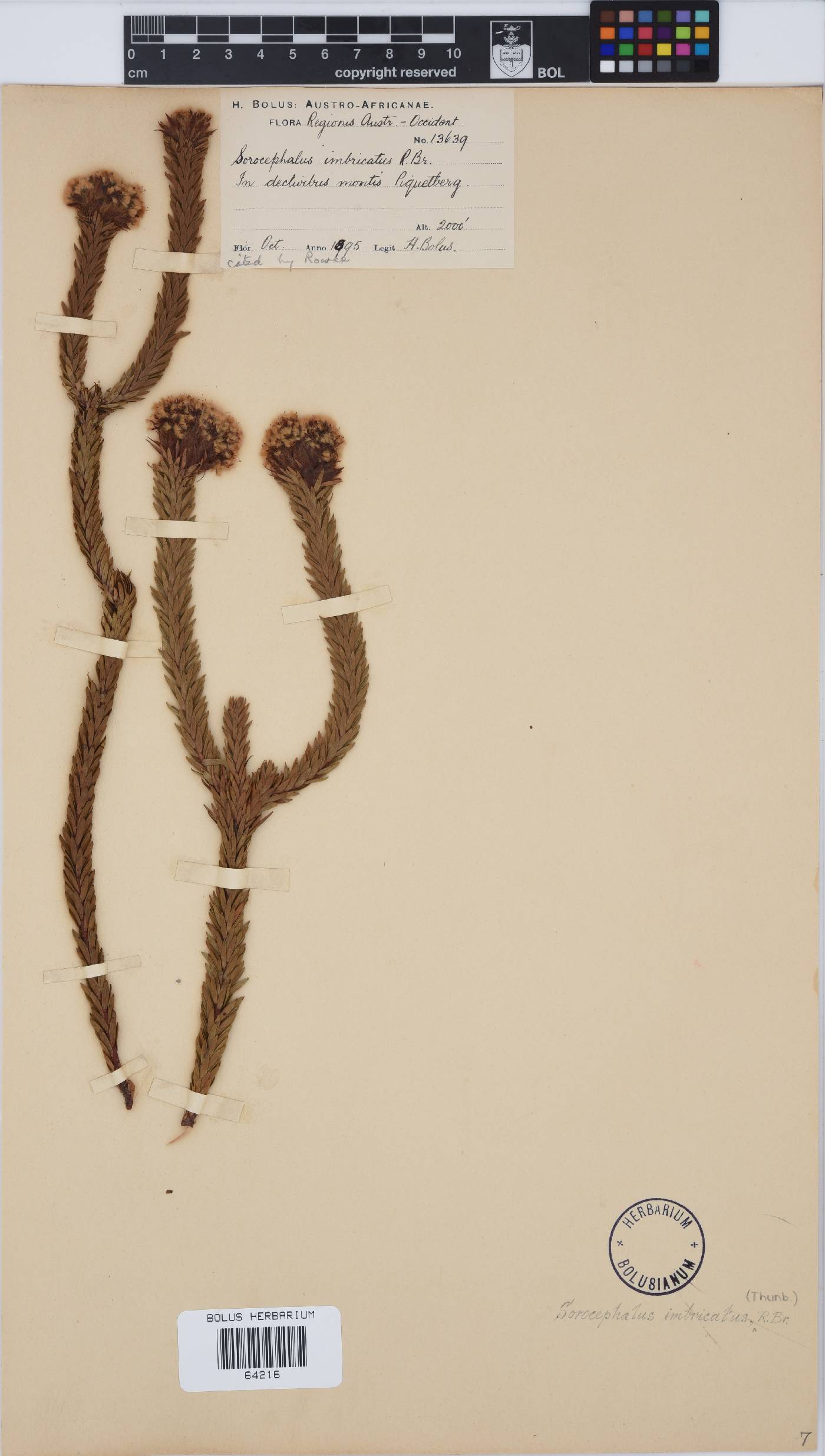 Sorocephalus imbricatus image