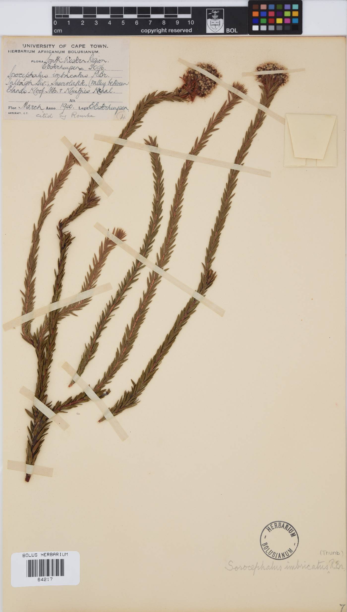 Sorocephalus imbricatus image