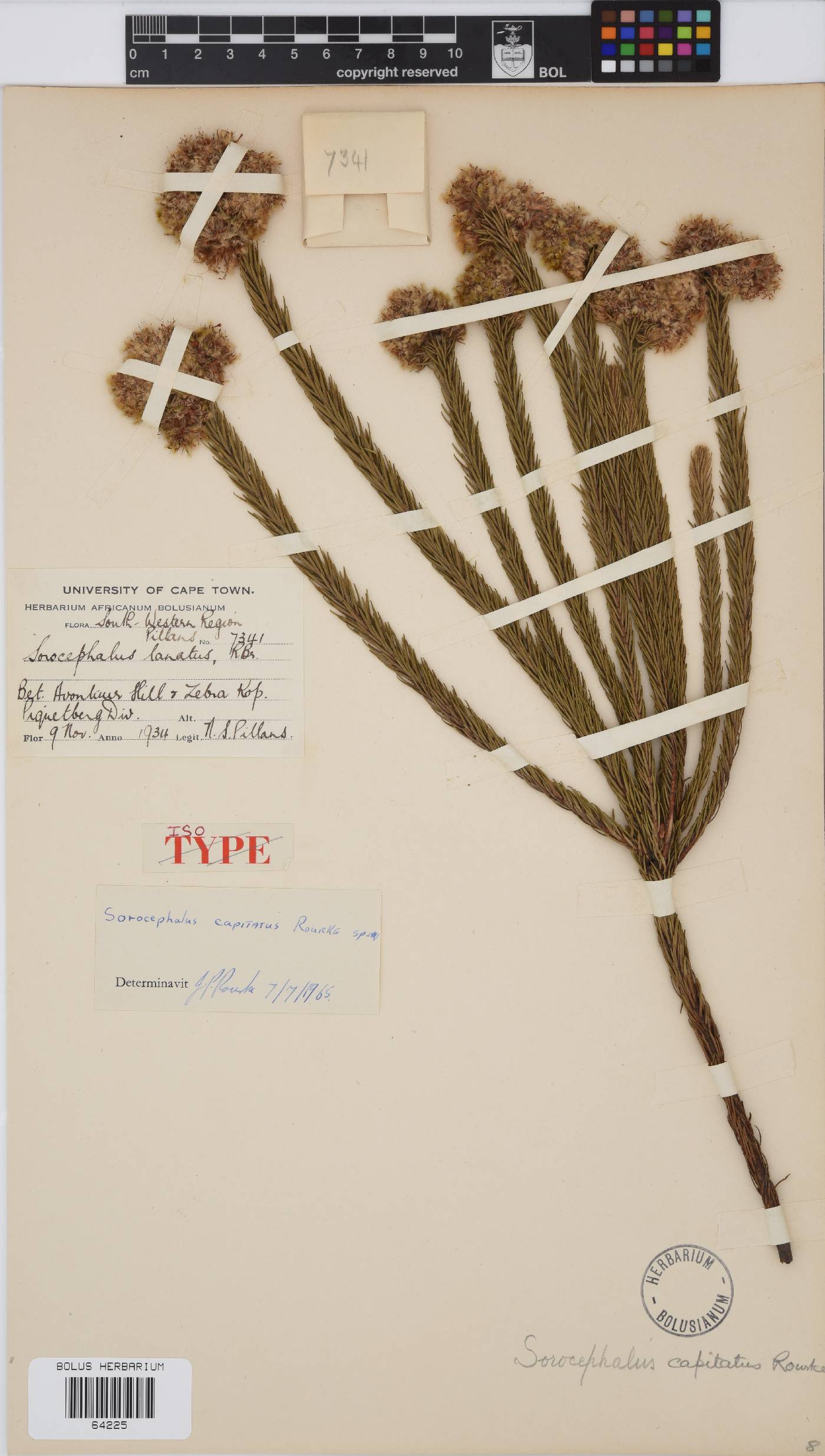 Sorocephalus capitatus image