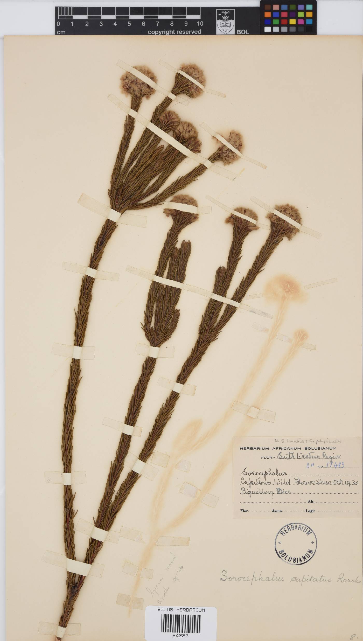 Sorocephalus capitatus image