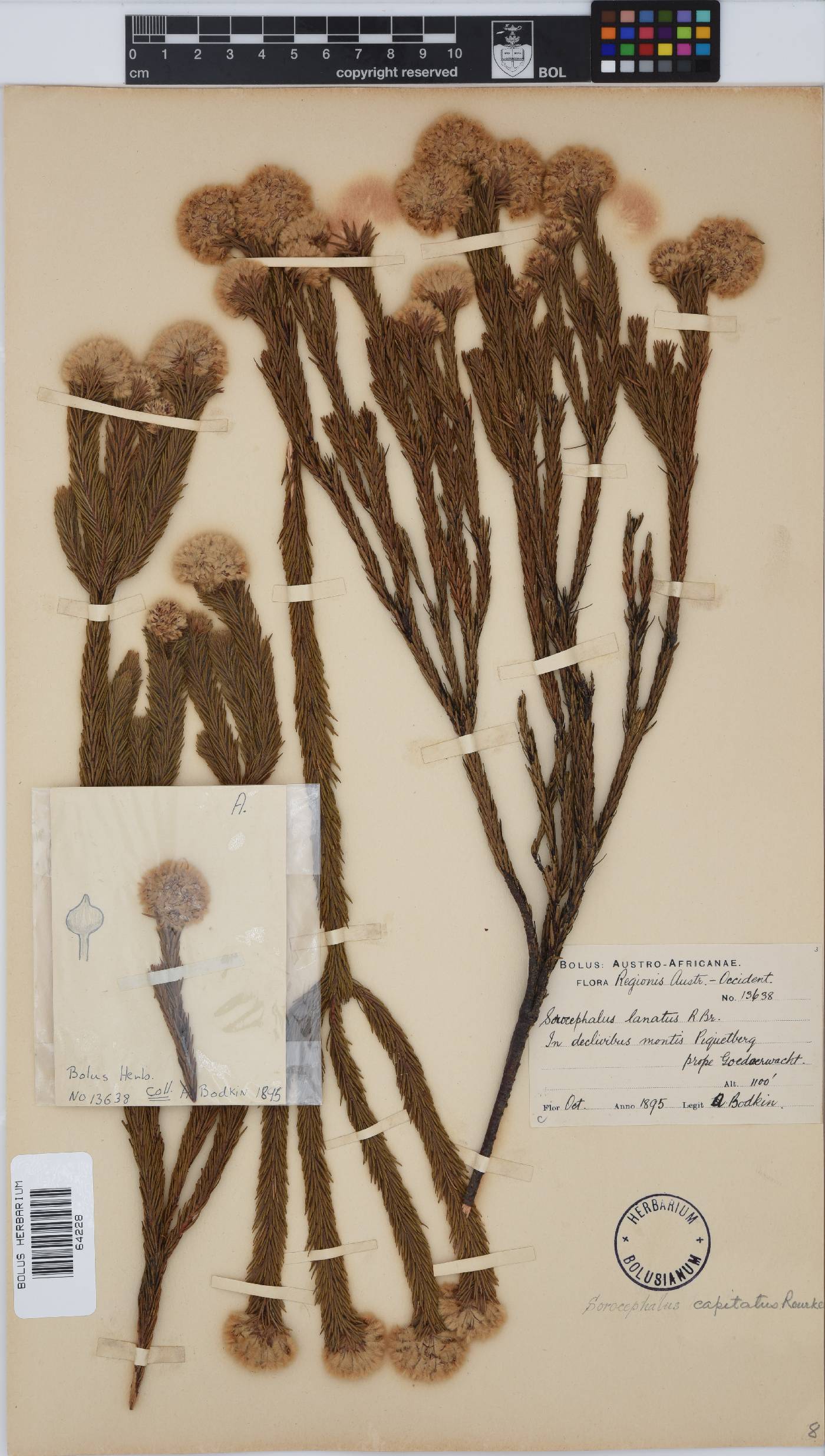 Sorocephalus capitatus image