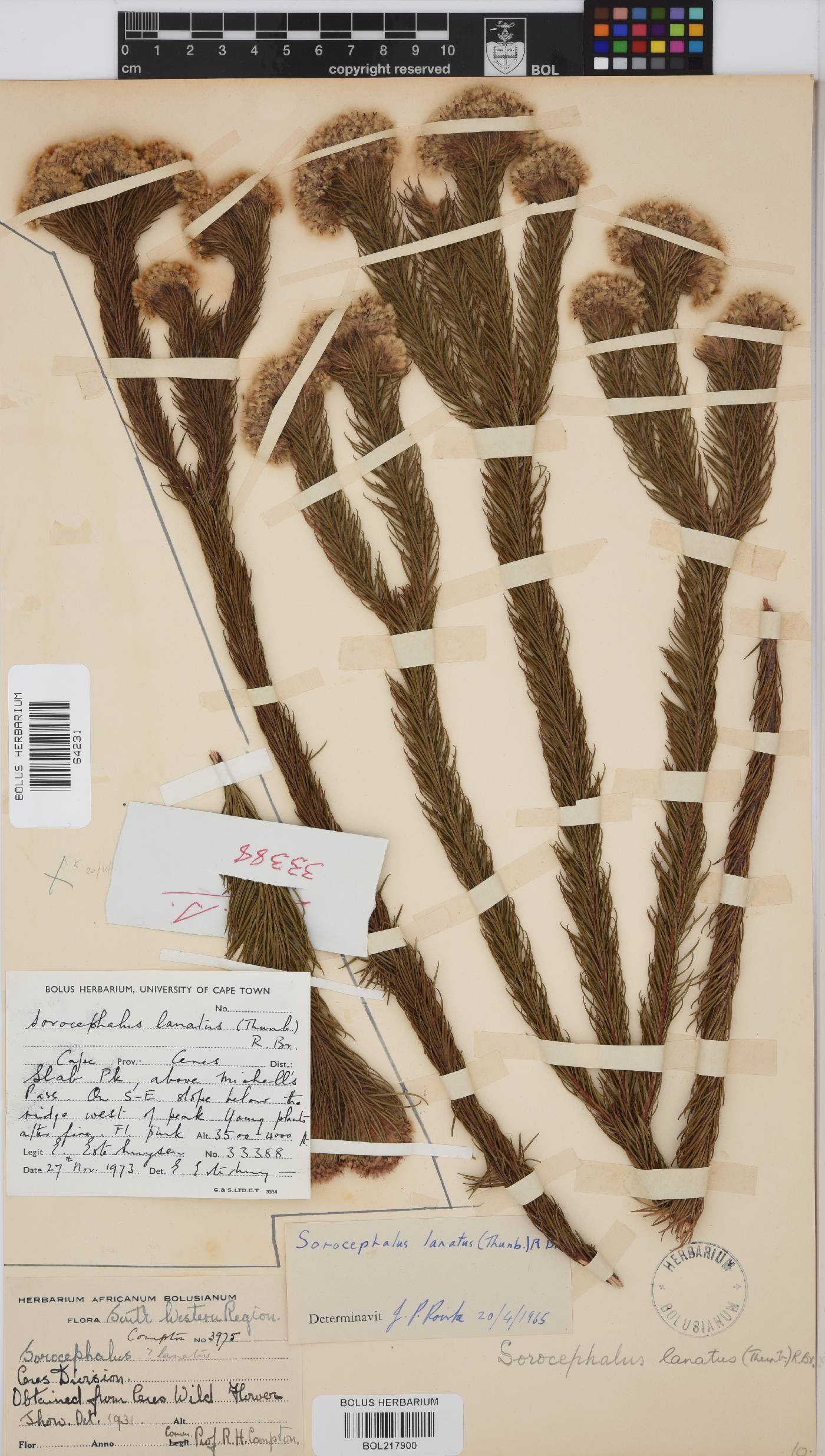 Sorocephalus lanatus image