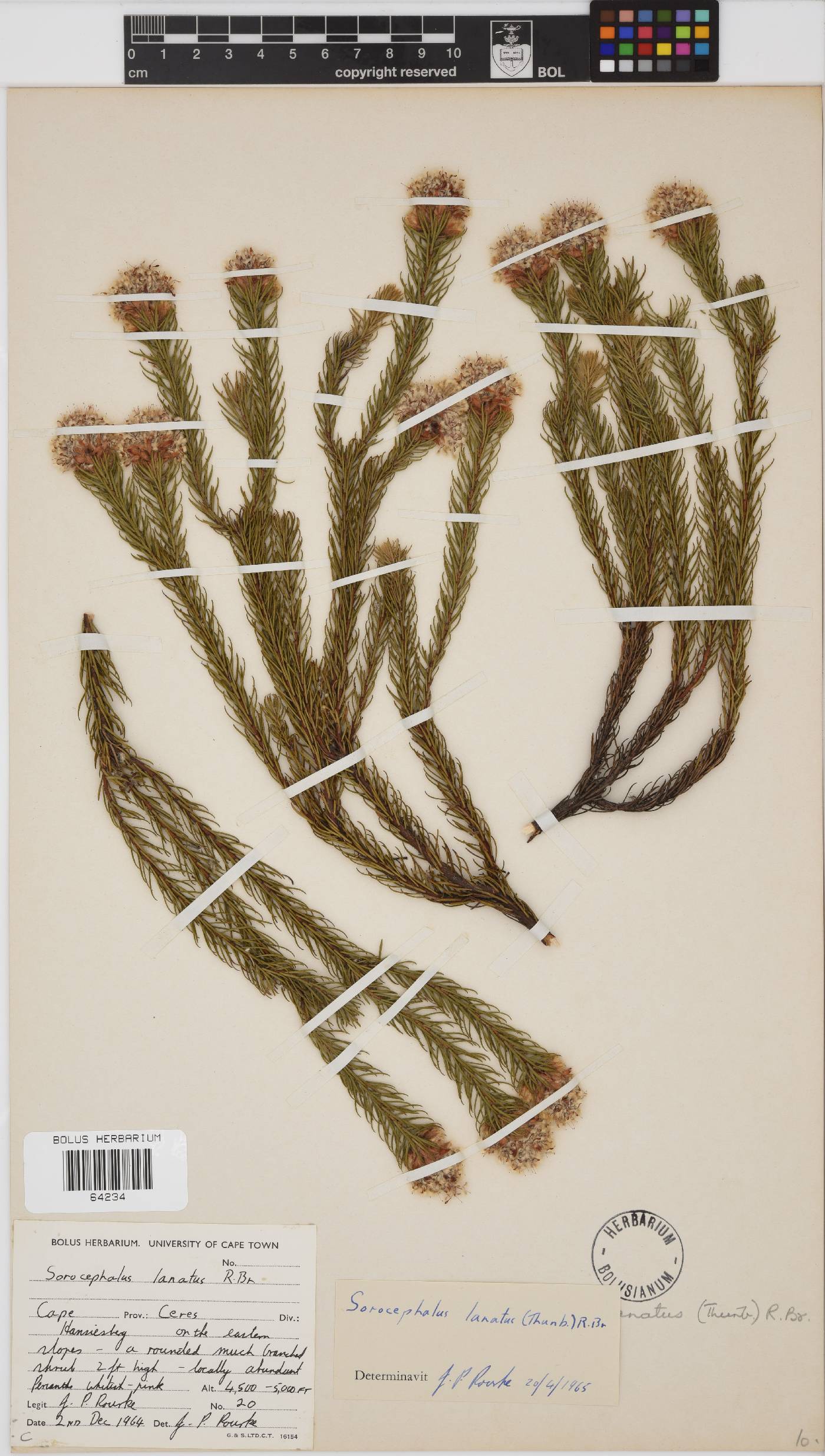 Sorocephalus image