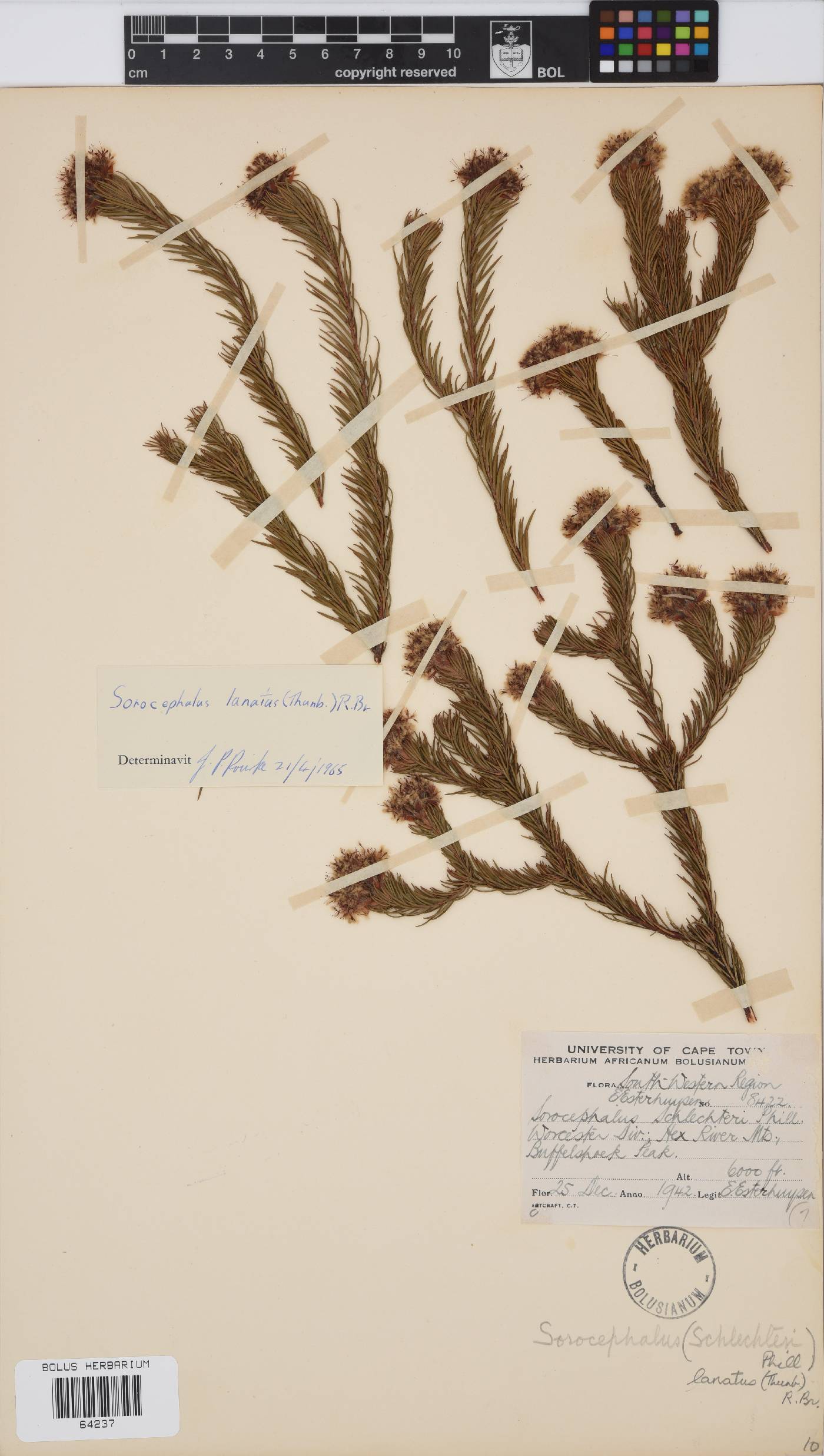 Sorocephalus lanatus image