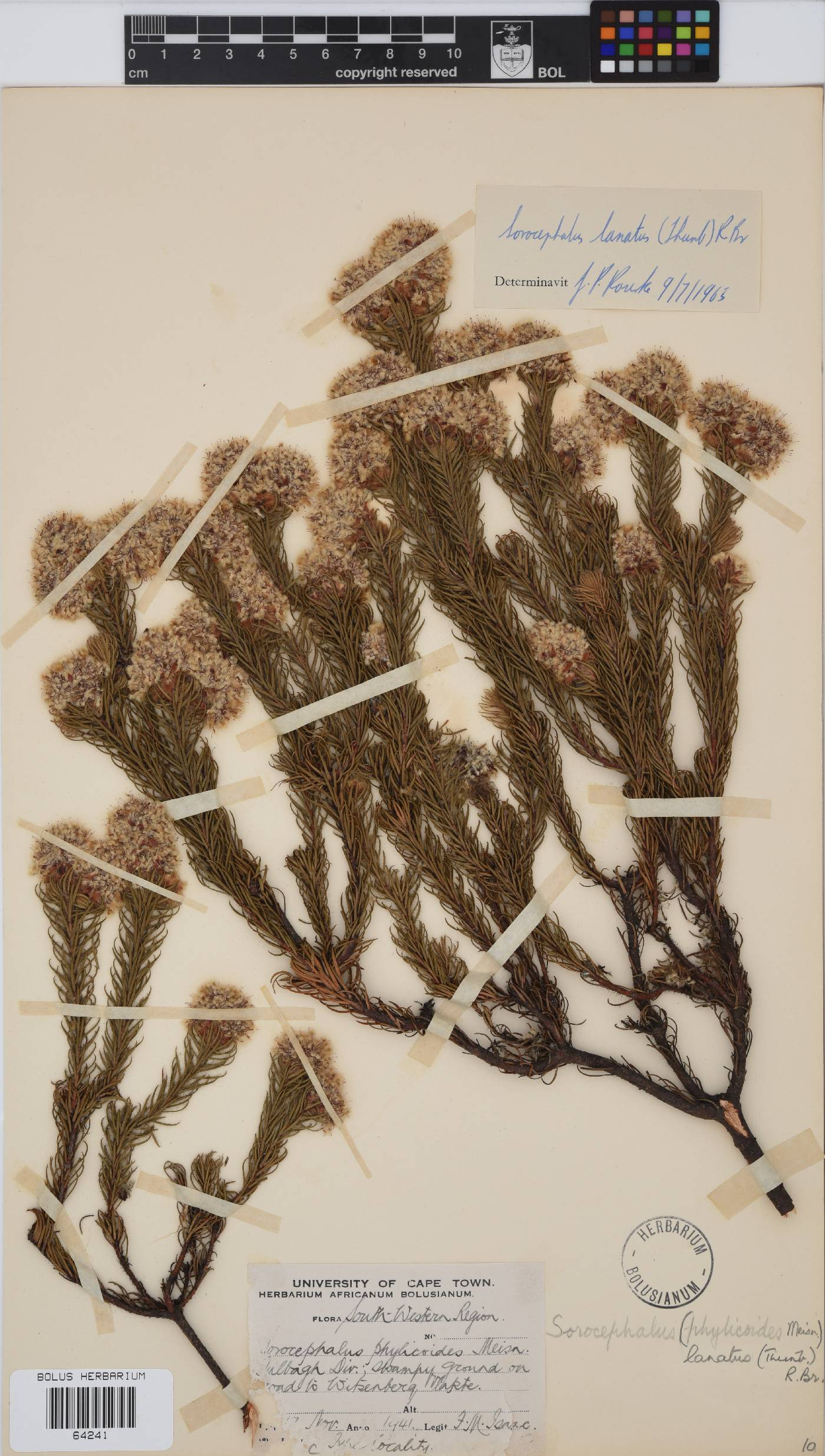 Sorocephalus lanatus image