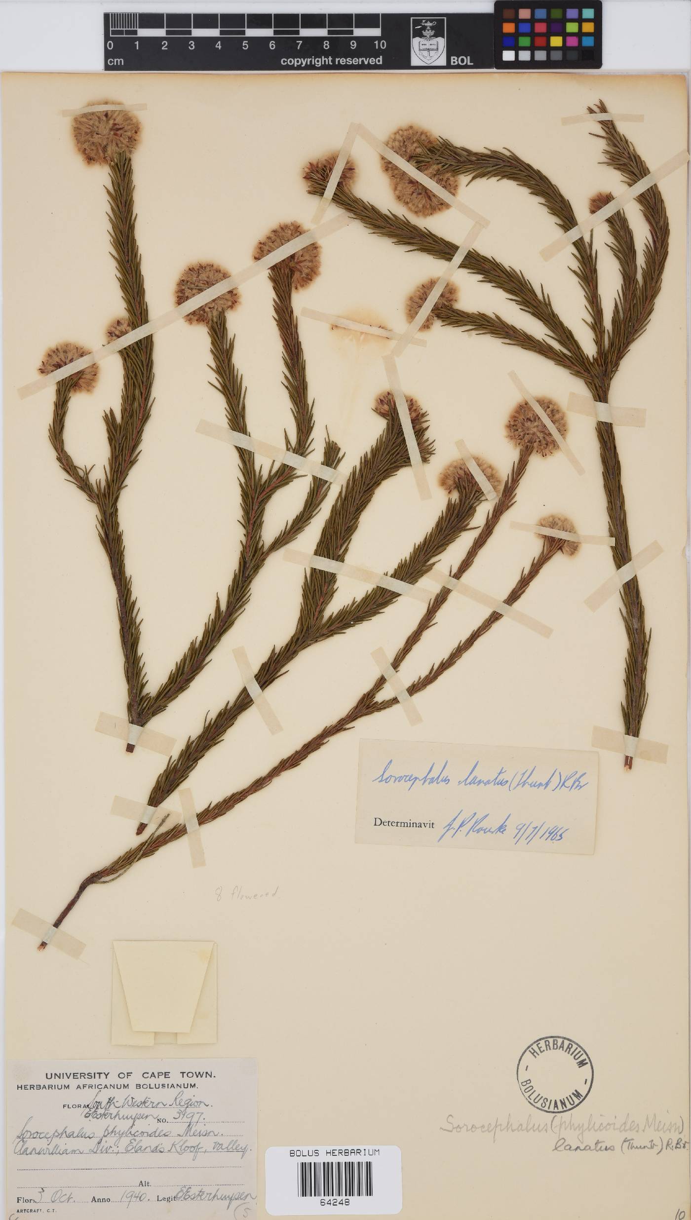 Sorocephalus lanatus image