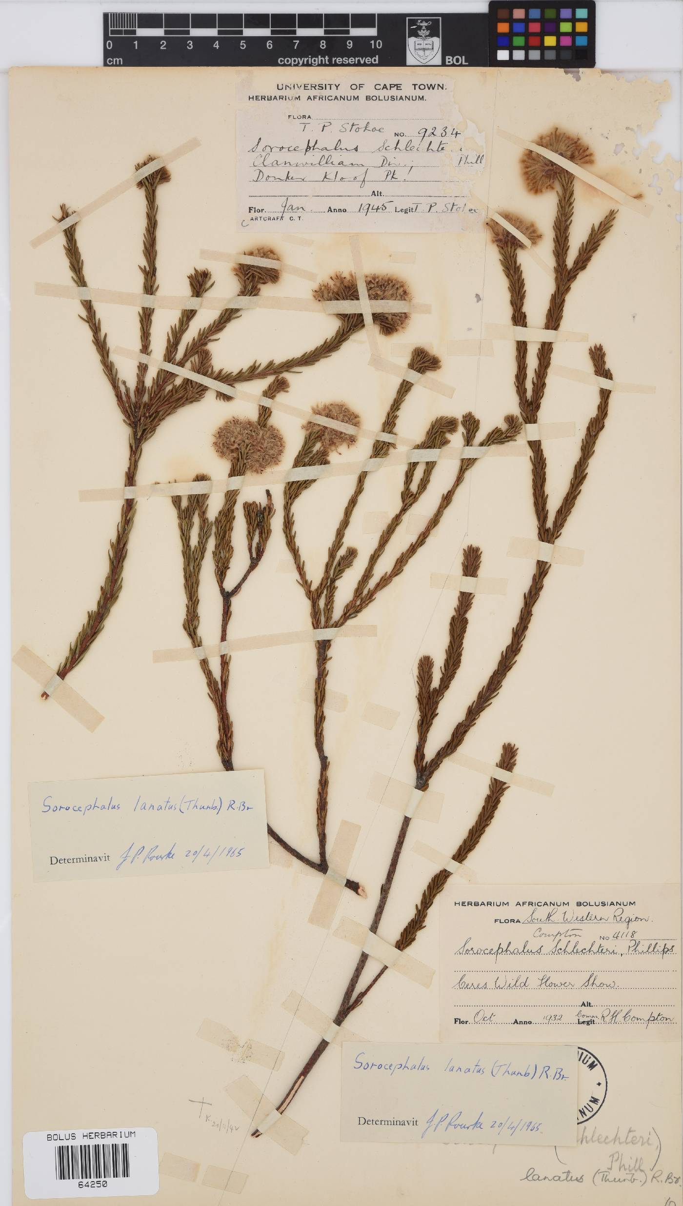 Sorocephalus lanatus image
