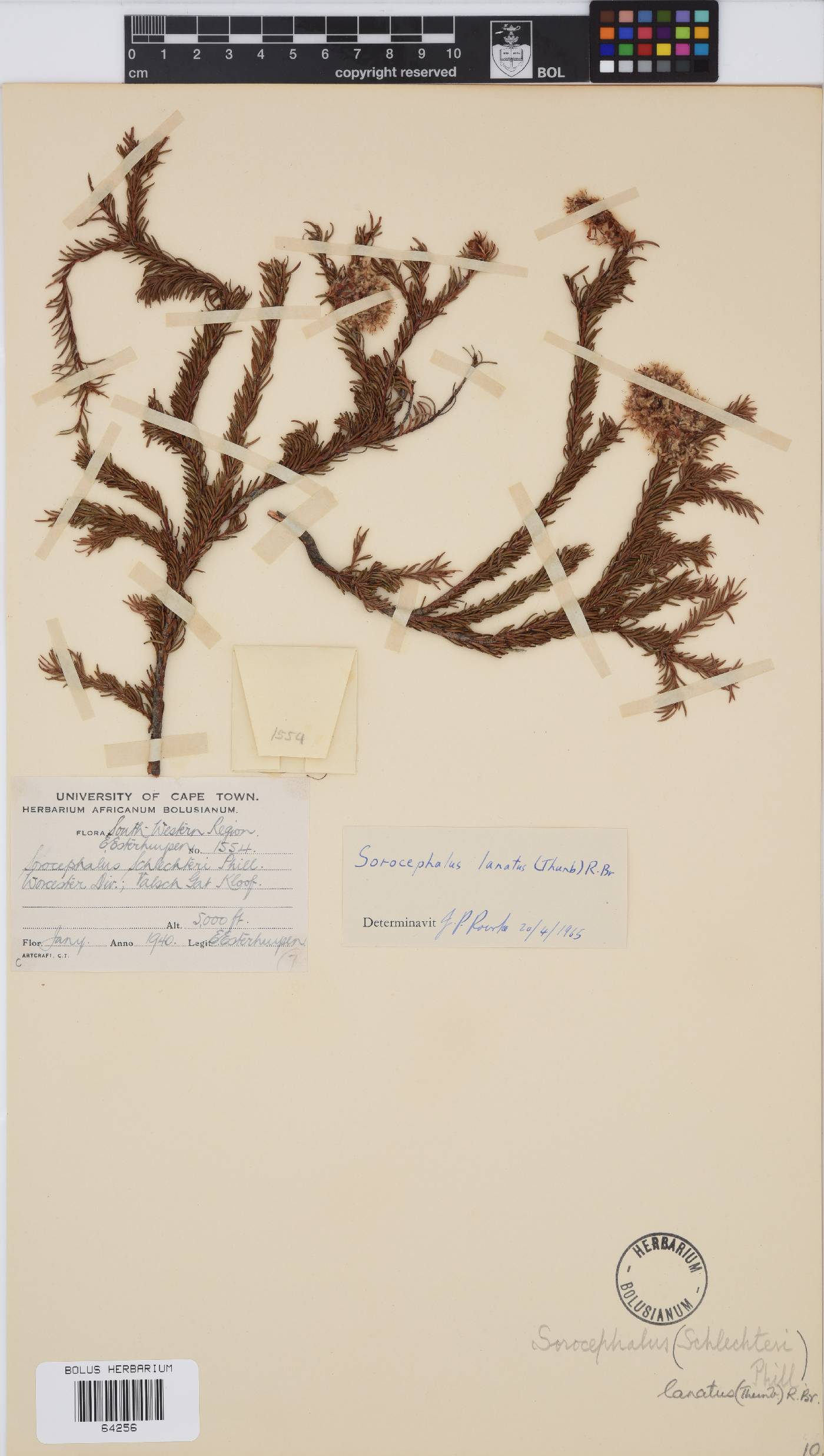 Sorocephalus lanatus image