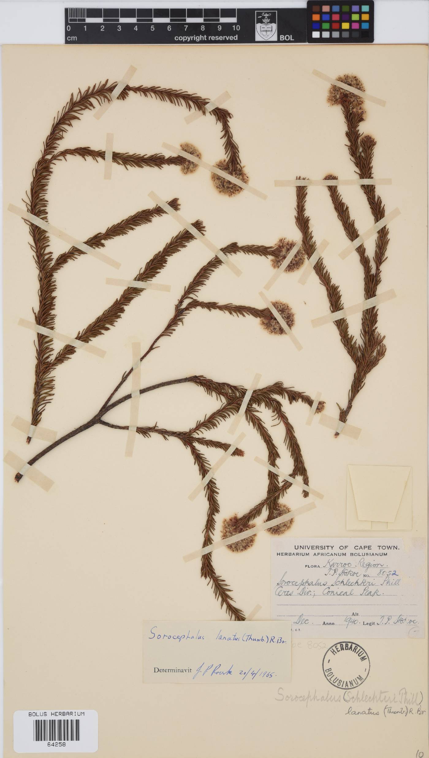 Sorocephalus lanatus image