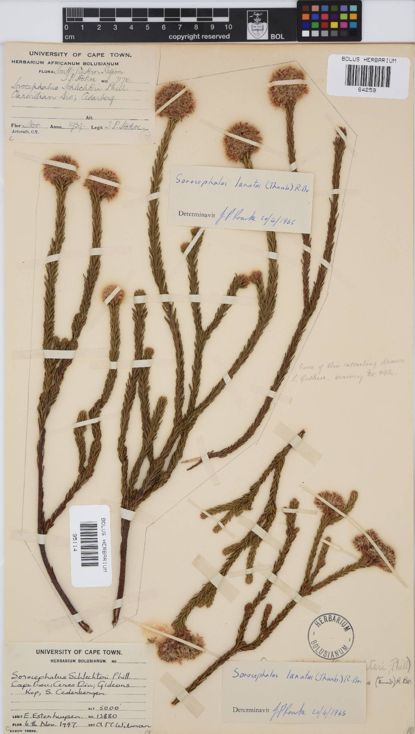 Sorocephalus lanatus image