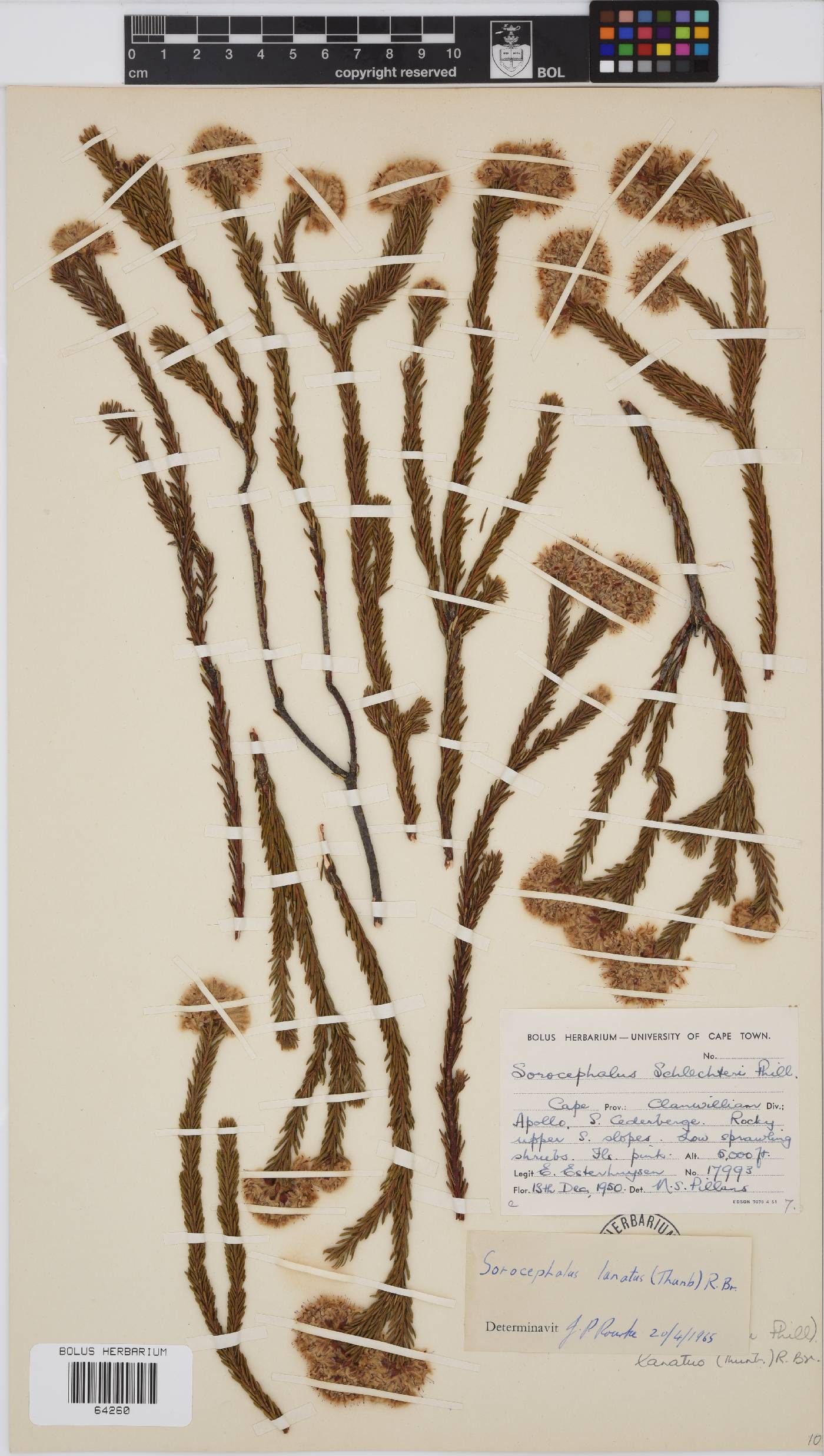 Sorocephalus lanatus image