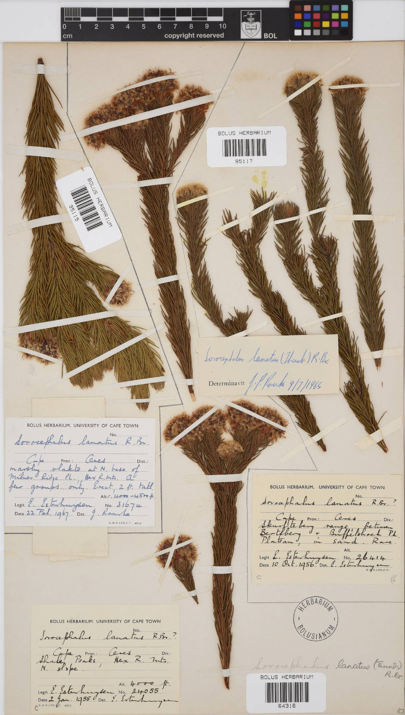 Sorocephalus lanatus image