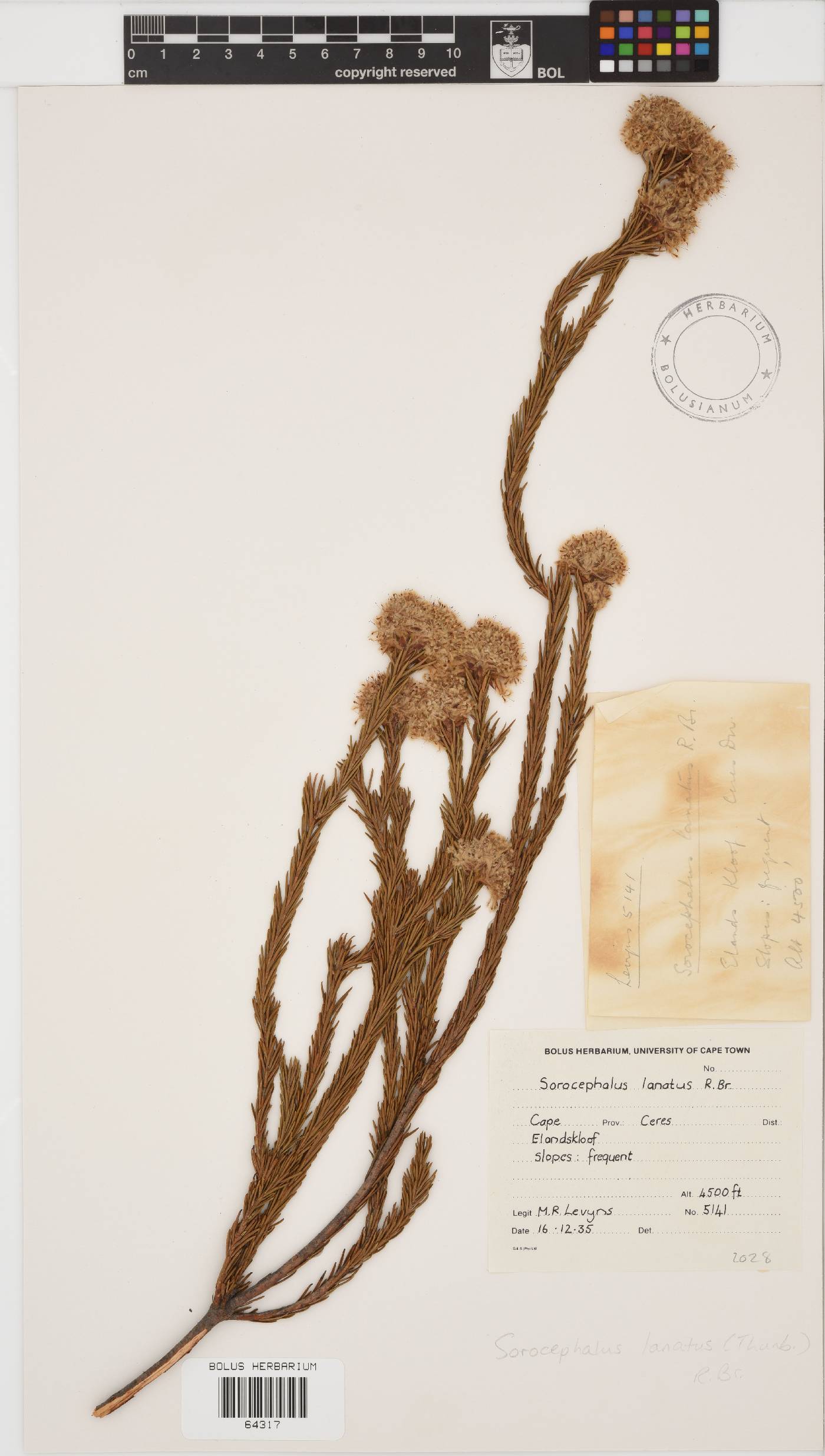 Sorocephalus lanatus image