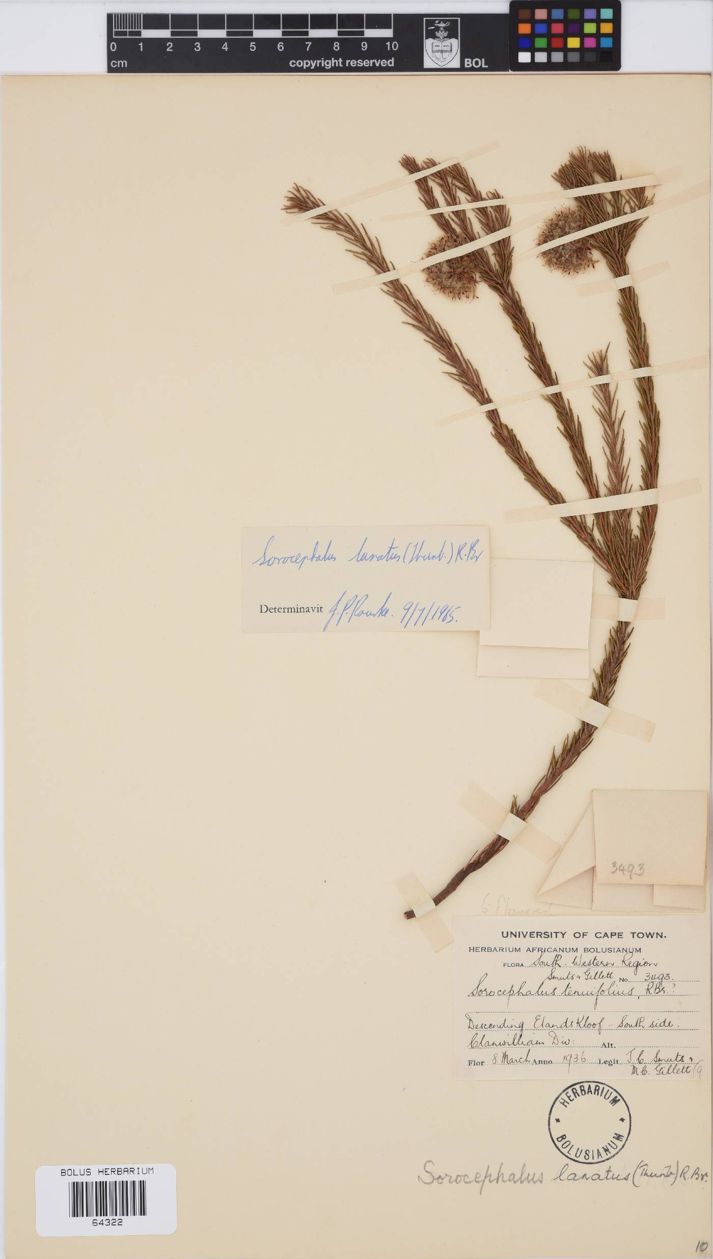 Sorocephalus lanatus image