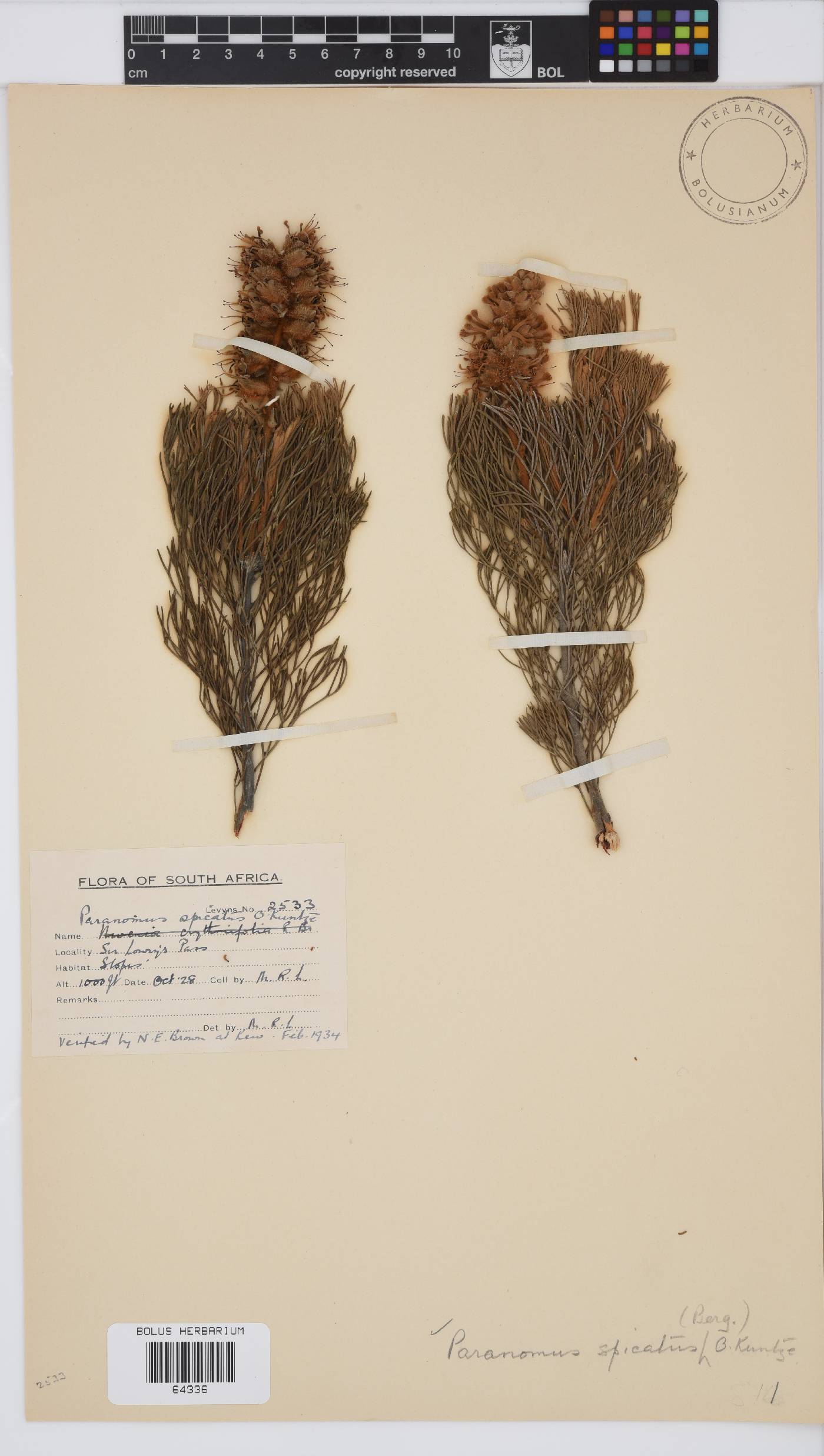 Paranomus spicatus image