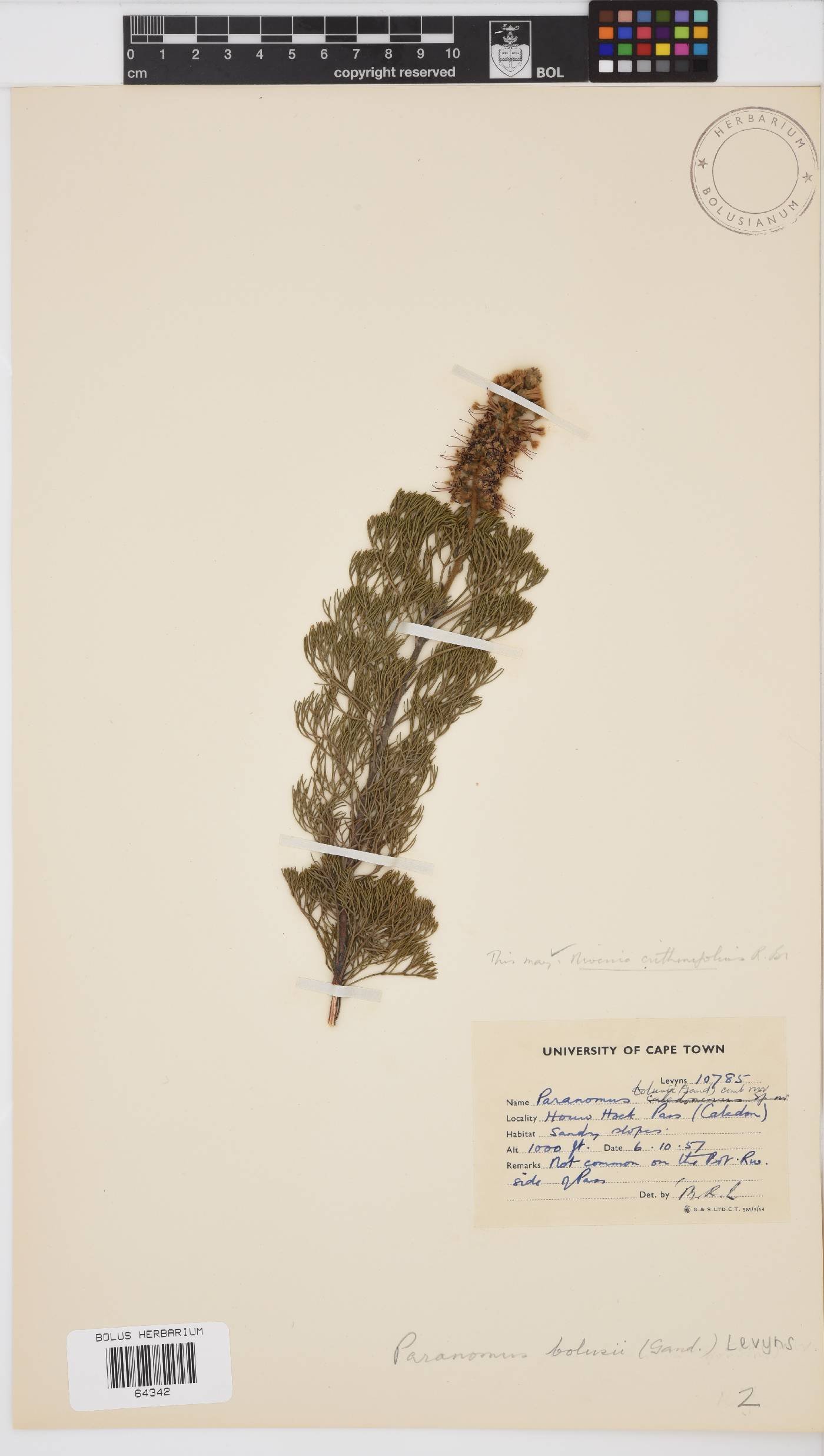 Paranomus image