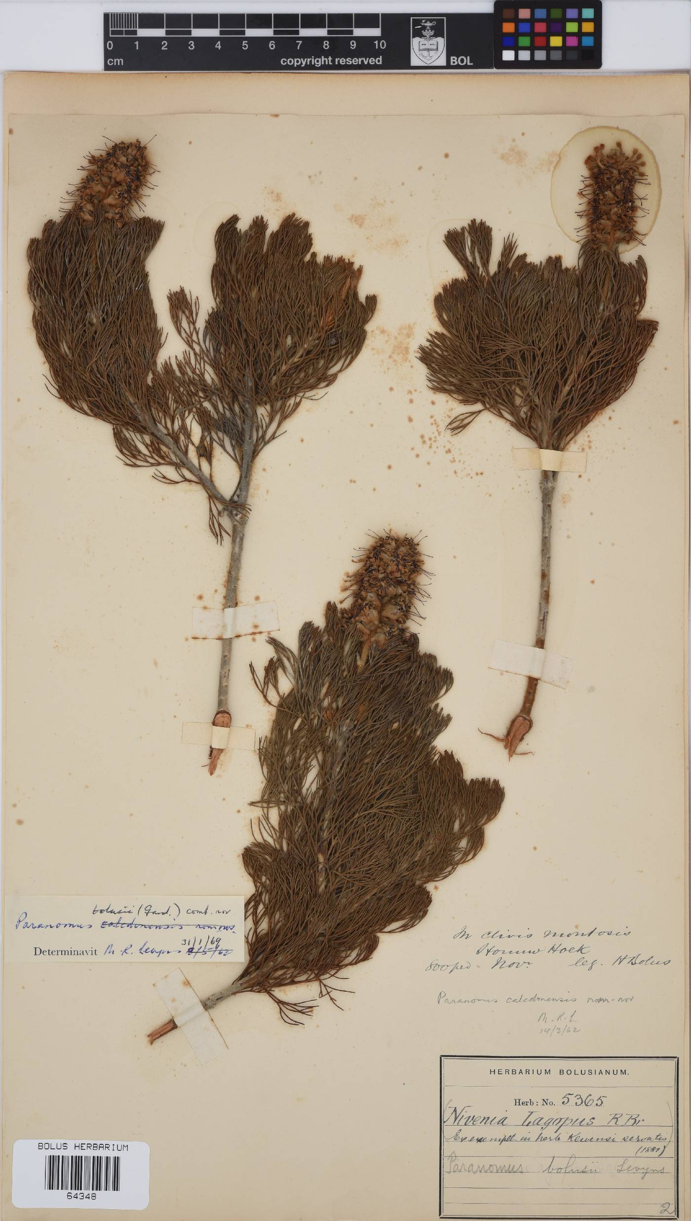 Paranomus bolusii image