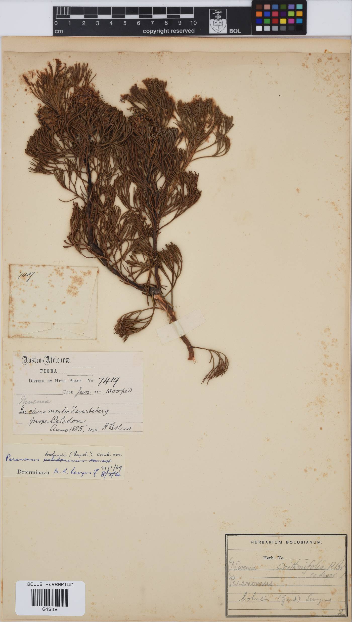 Paranomus bolusii image